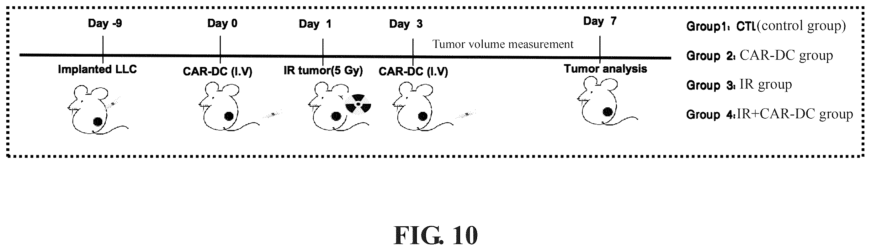 Patent US12569559 Figure 11 – Engineered dendritic cell and use thereof