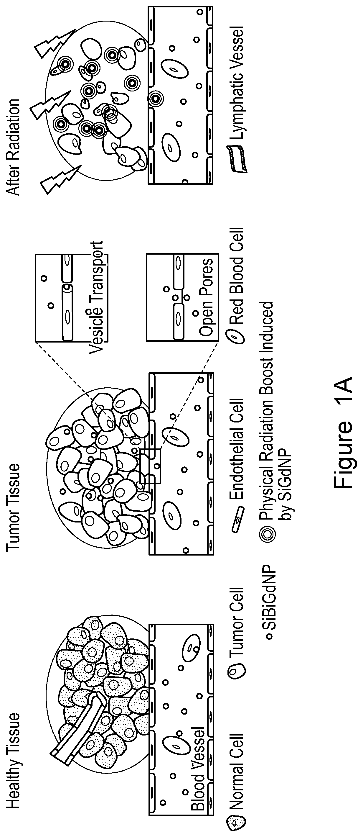 Patent US12569560 Figure 1 – Bismuth-gadolinium nanoparticles