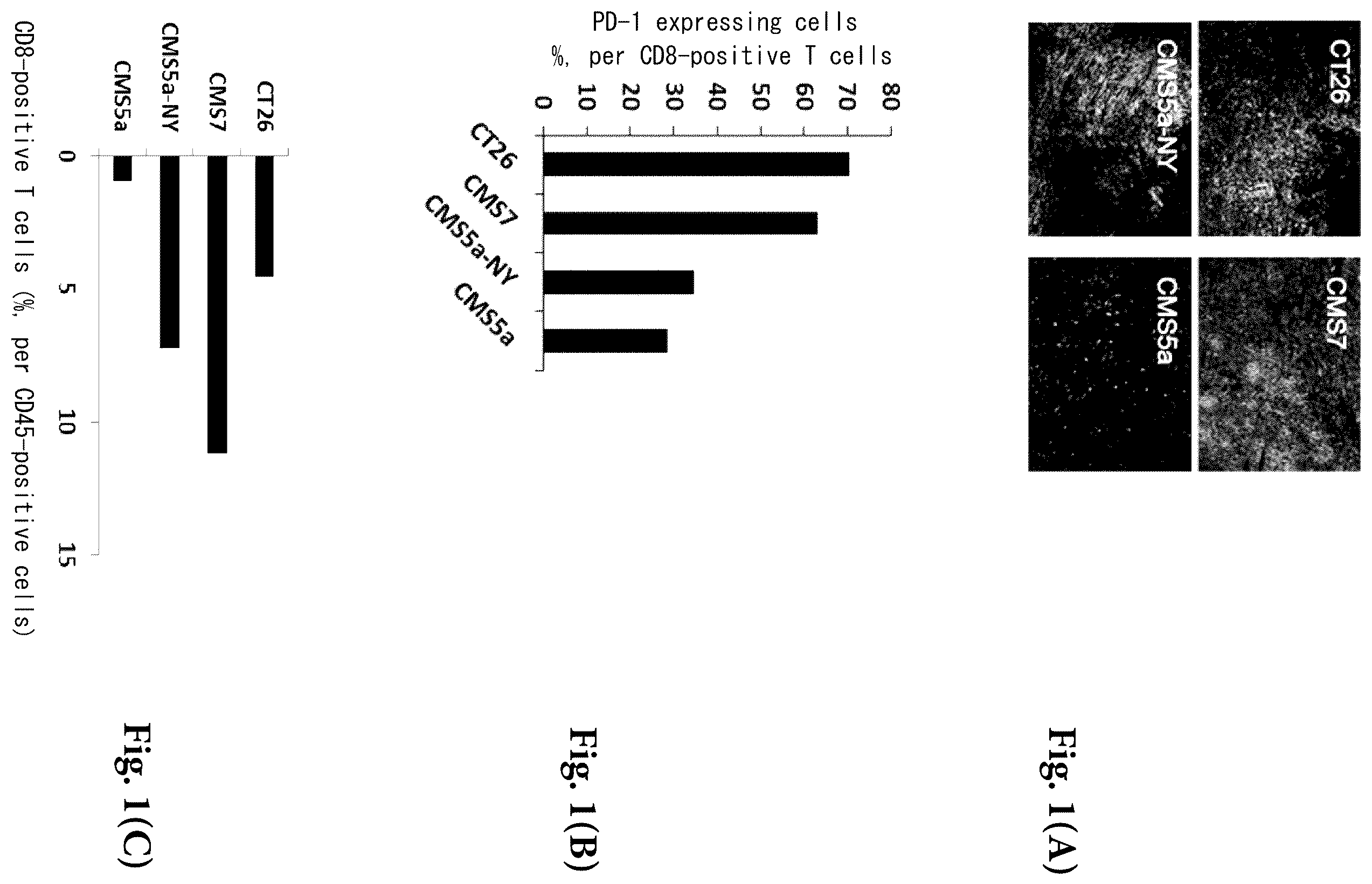Patent US12569562 Figure 1 – Pretreatment drug for T cell infusion therapy for immune-checkpoint inhibitor-resistant tumor