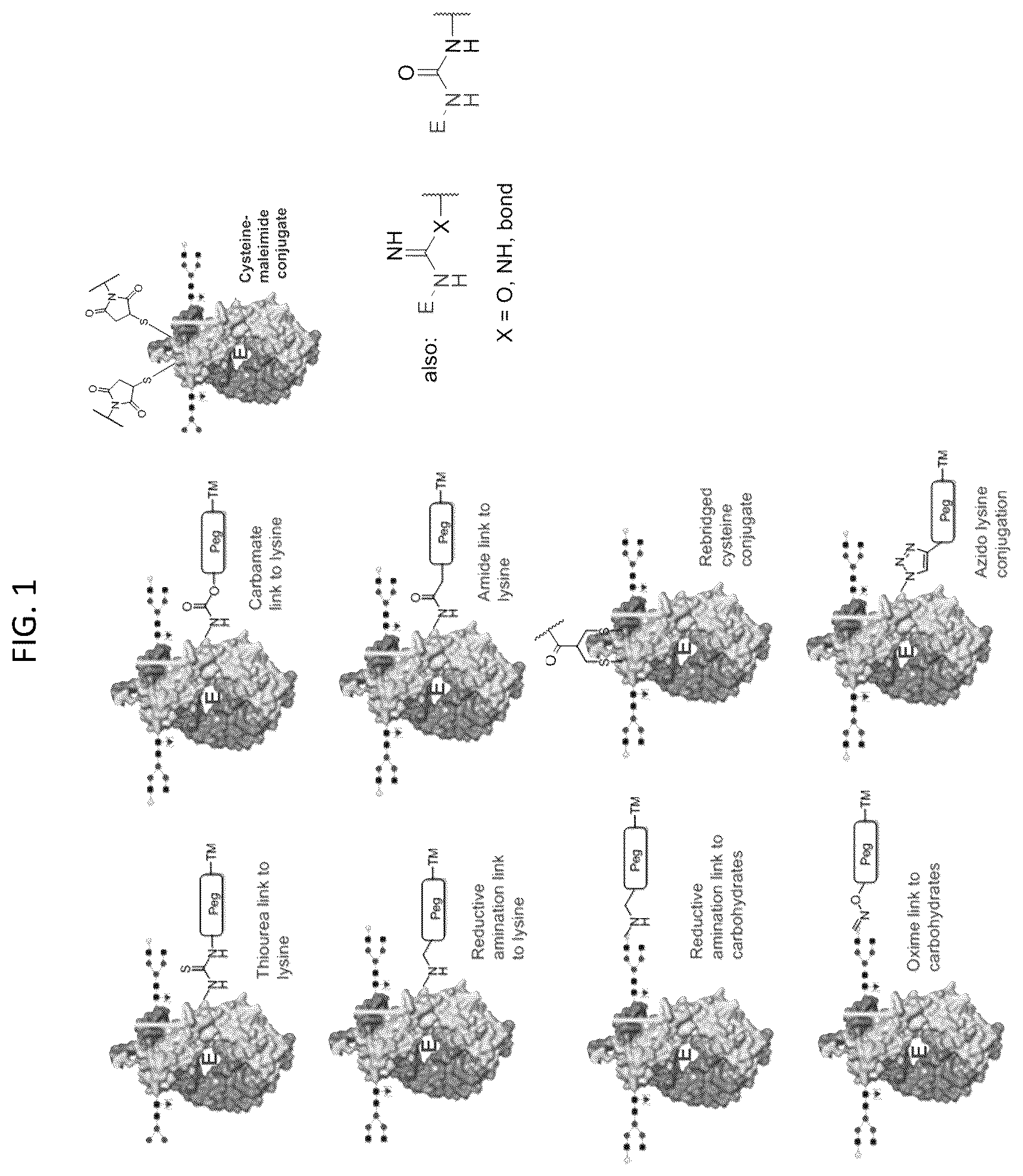 Patent US12569565 Figure 1 – Compositions and methods for the treatment of viral infections