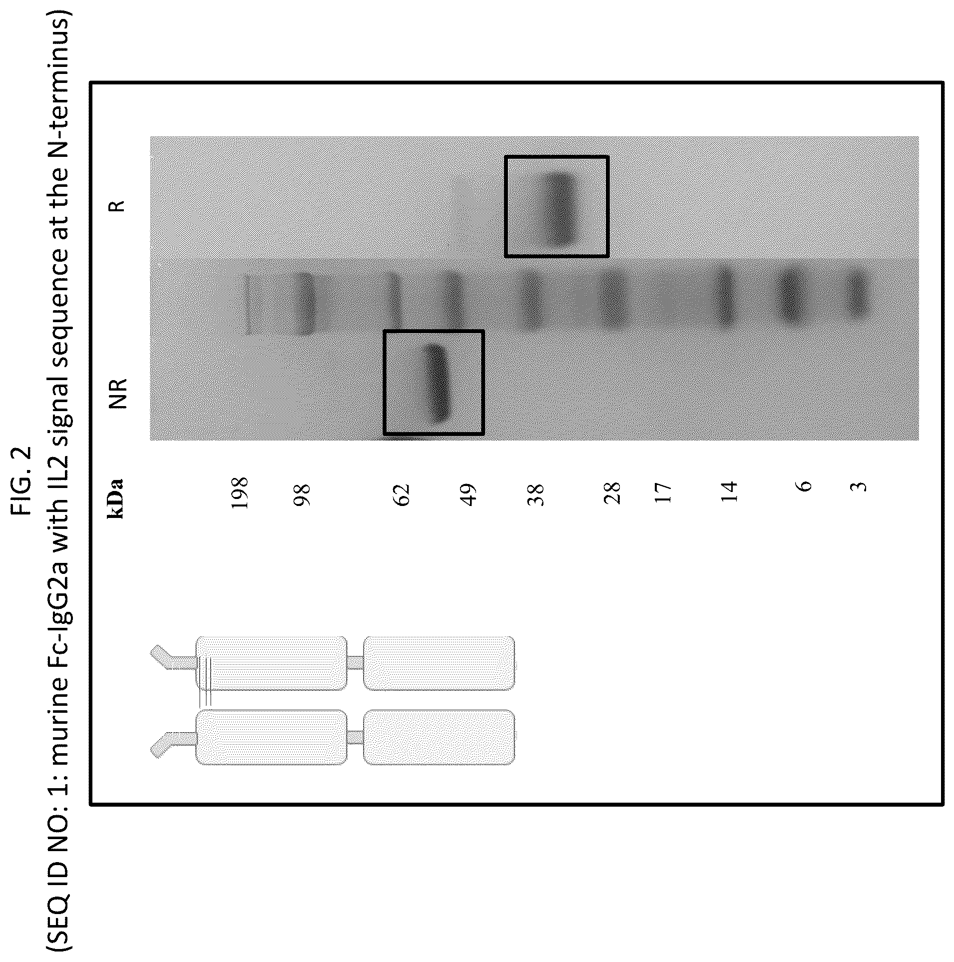 Patent US12569565 Figure 2 – Compositions and methods for the treatment of viral infections