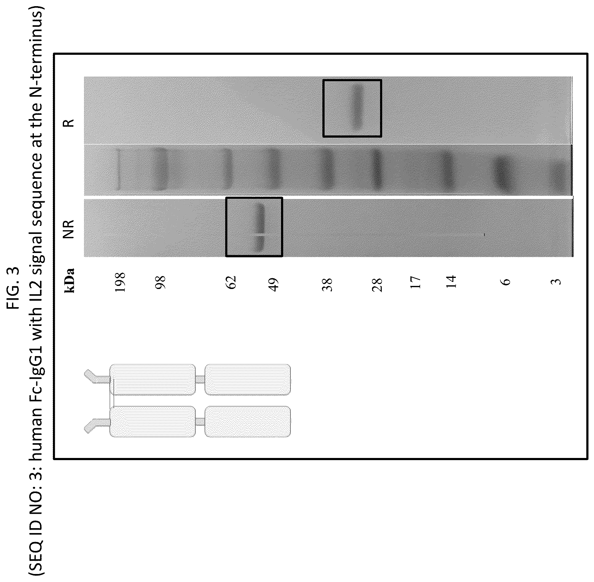 Patent US12569565 Figure 3 – Compositions and methods for the treatment of viral infections