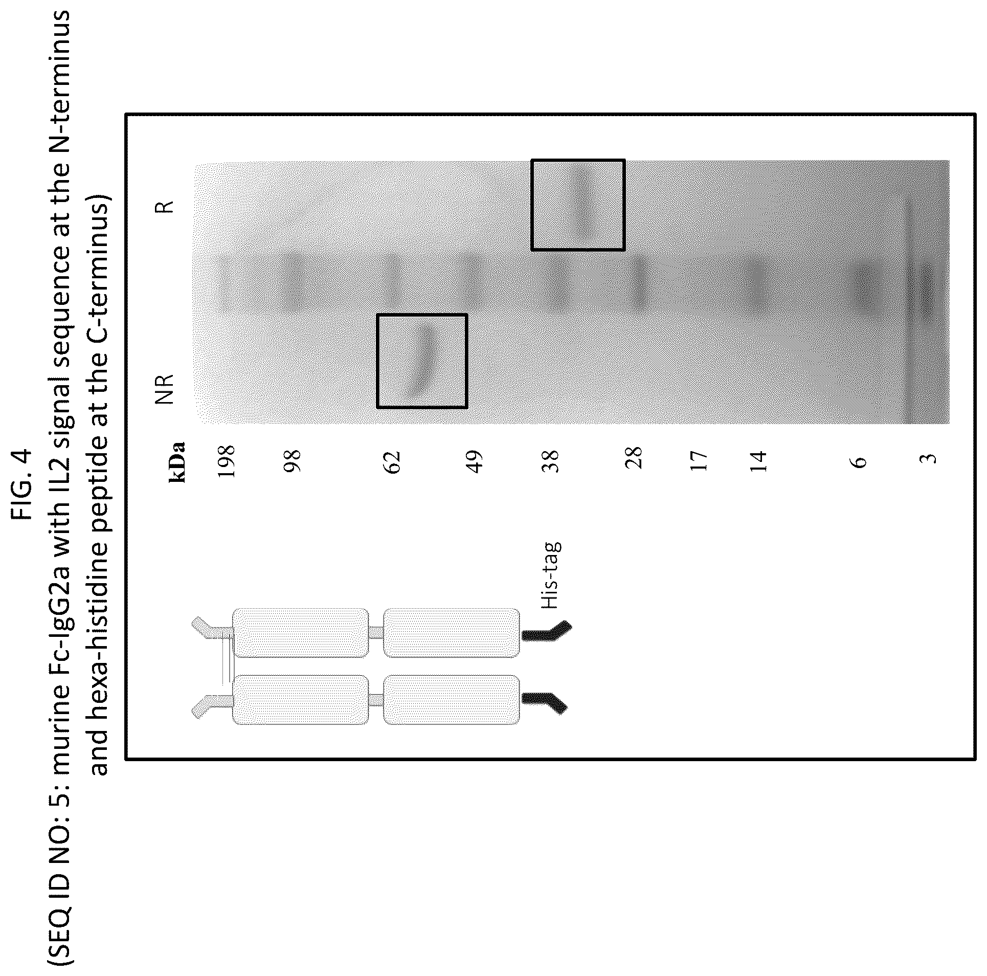 Patent US12569565 Figure 4 – Compositions and methods for the treatment of viral infections