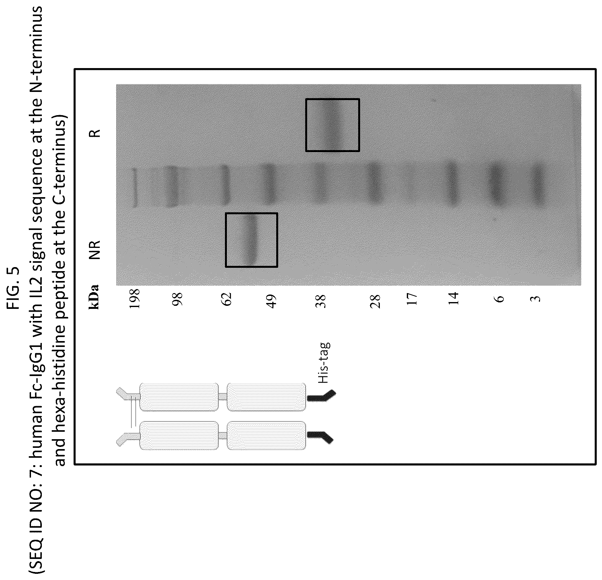 Patent US12569565 Figure 5 – Compositions and methods for the treatment of viral infections