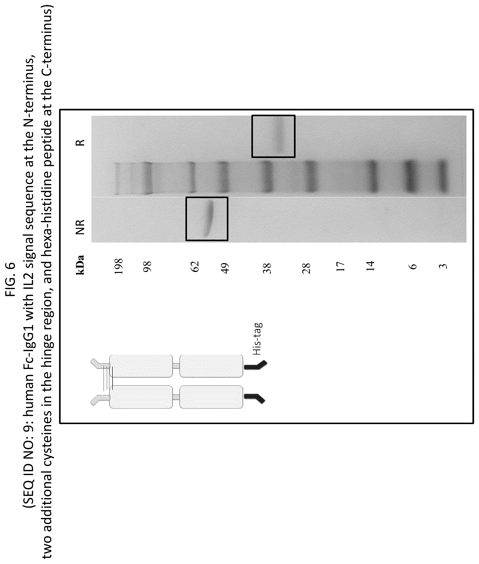 Patent US12569565 Figure 6 – Compositions and methods for the treatment of viral infections
