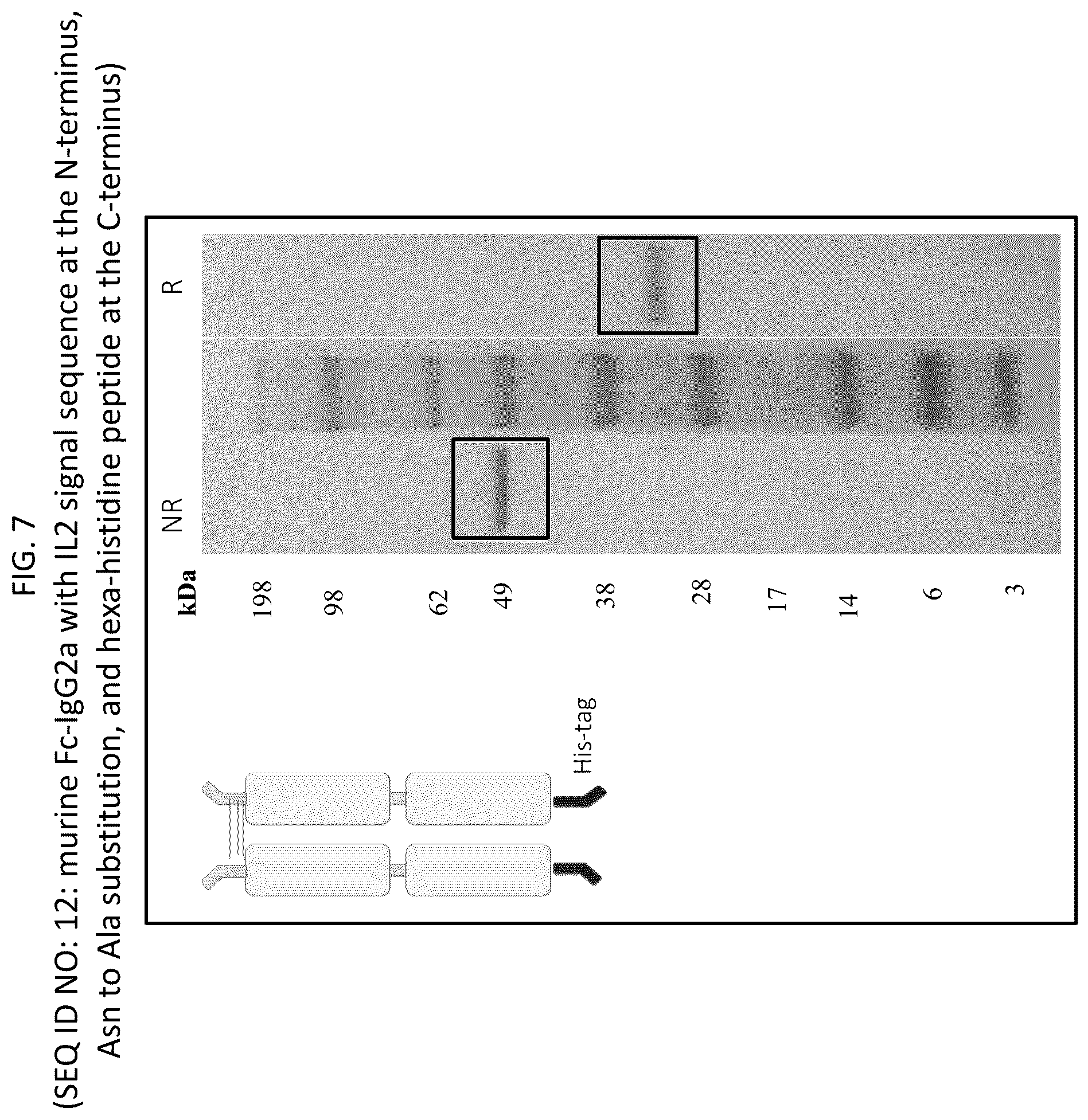 Patent US12569565 Figure 7 – Compositions and methods for the treatment of viral infections
