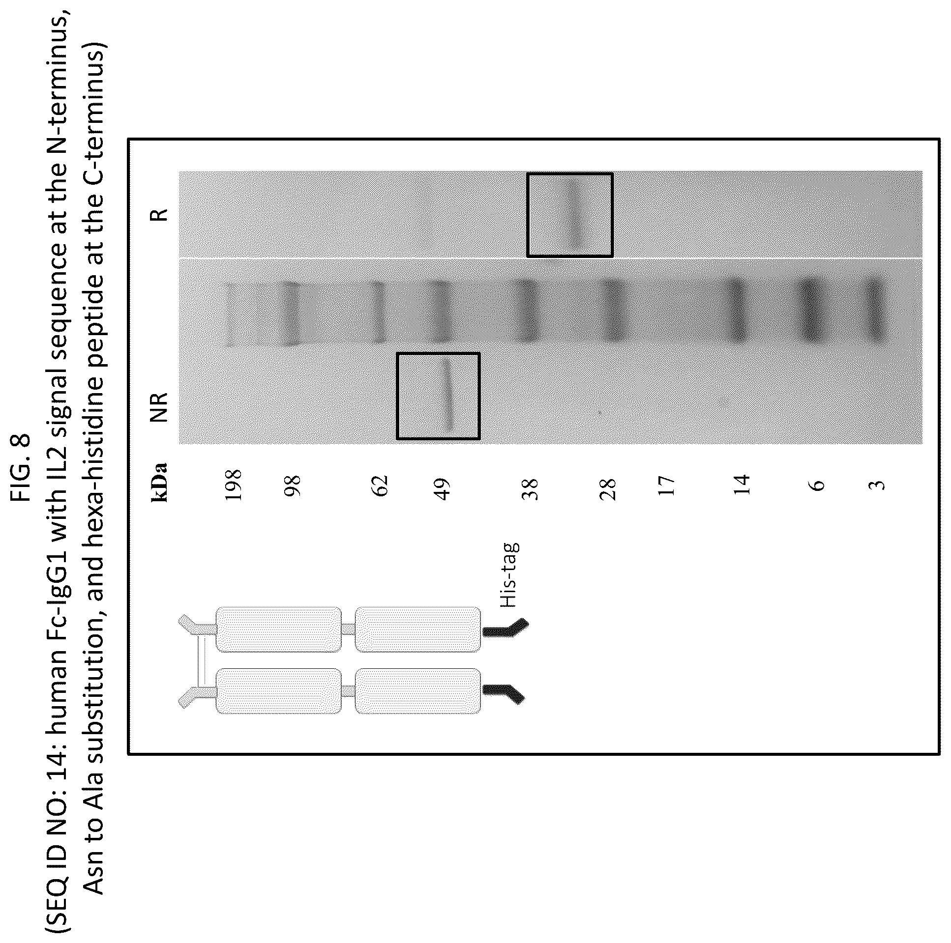 Patent US12569565 Figure 8 – Compositions and methods for the treatment of viral infections