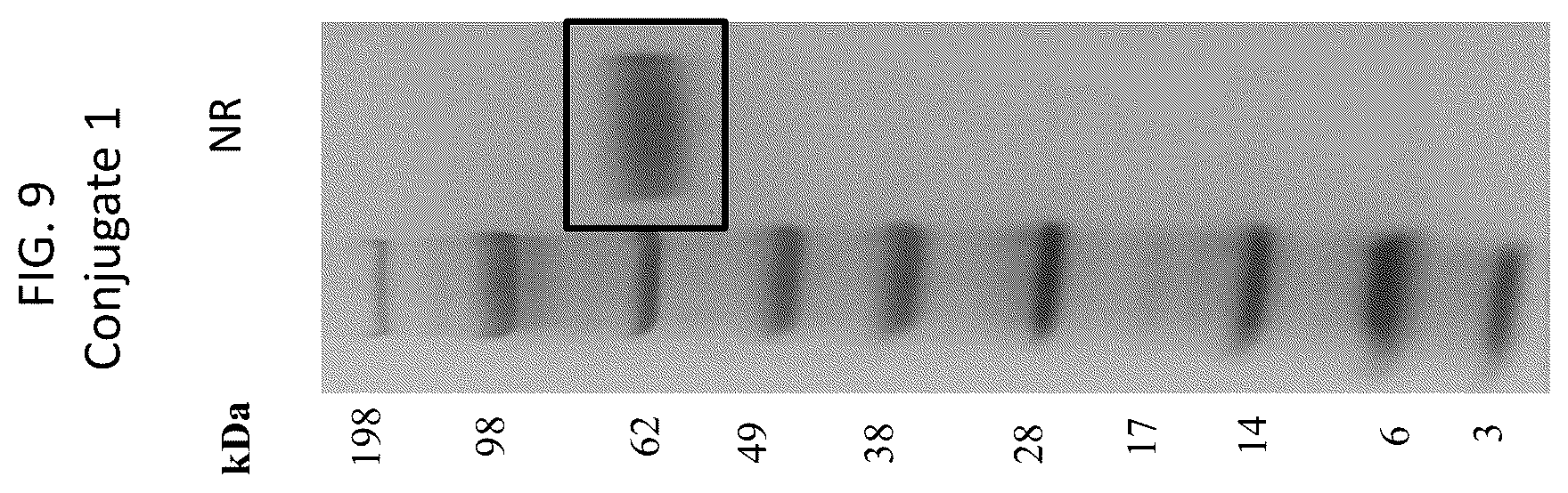 Patent US12569565 Figure 9 – Compositions and methods for the treatment of viral infections