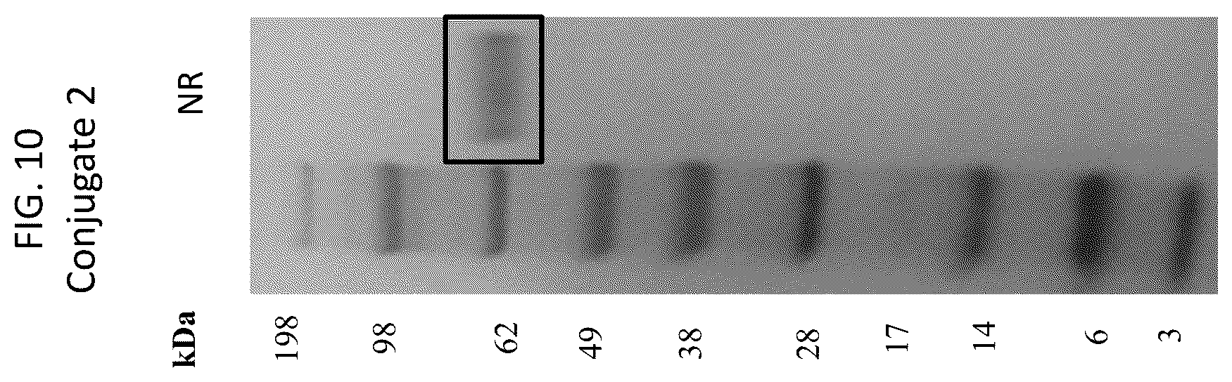 Patent US12569565 Figure 10 – Compositions and methods for the treatment of viral infections