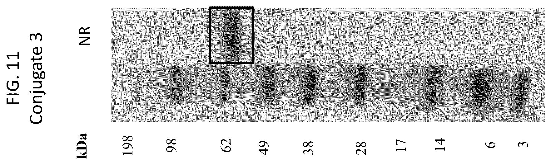 Patent US12569565 Figure 11 – Compositions and methods for the treatment of viral infections