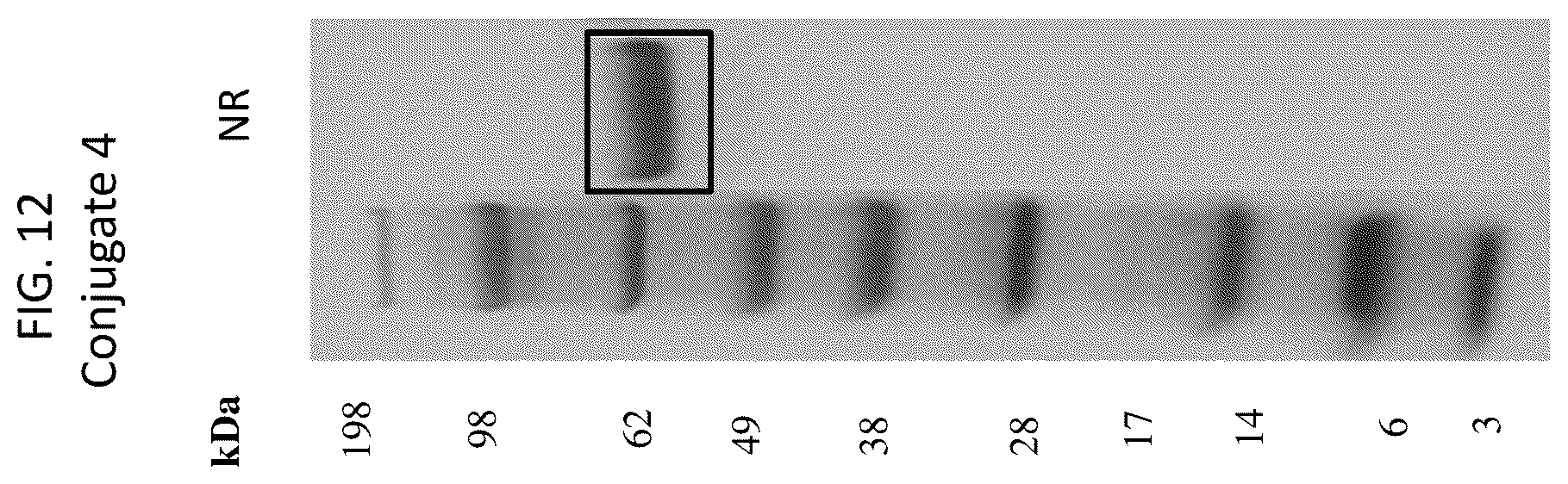 Patent US12569565 Figure 12 – Compositions and methods for the treatment of viral infections