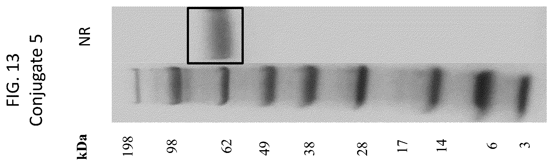 Patent US12569565 Figure 13 – Compositions and methods for the treatment of viral infections