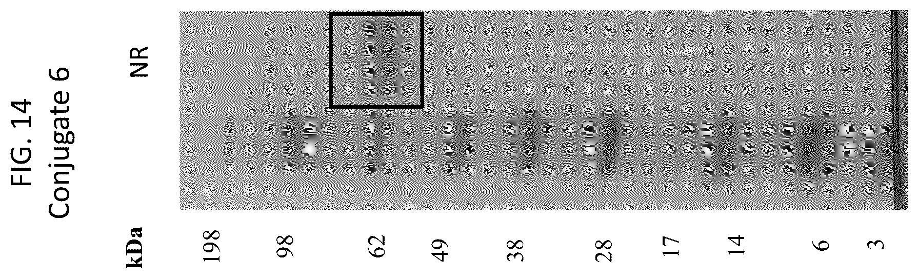 Patent US12569565 Figure 14 – Compositions and methods for the treatment of viral infections