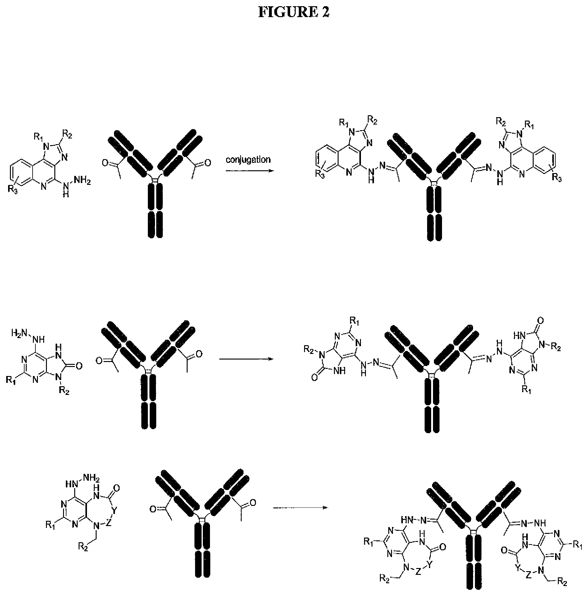 Patent US12569566 Figure 2 – Compositions containing, methods and uses of antibody-TLR agonist conjugates