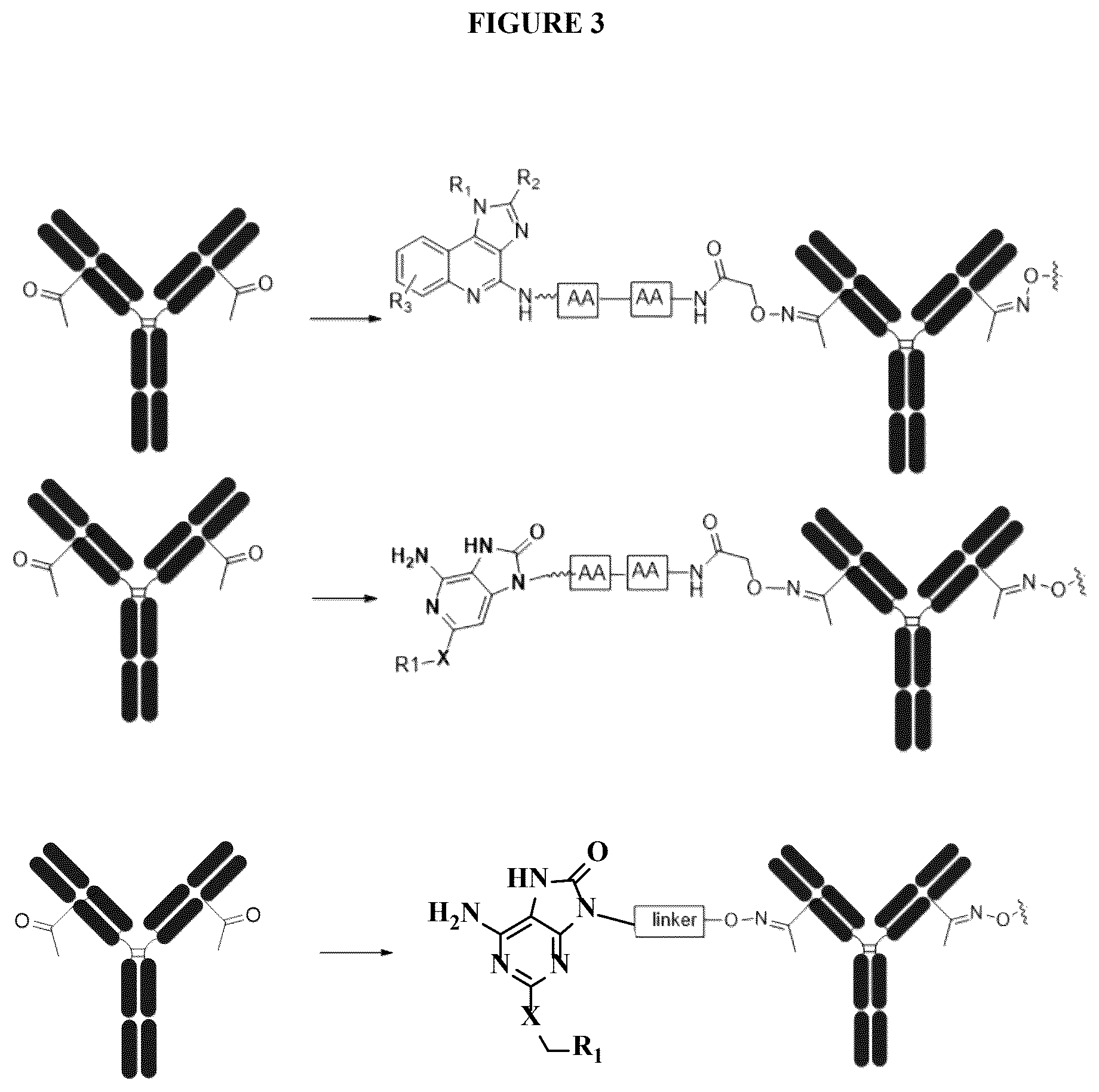 Patent US12569566 Figure 3 – Compositions containing, methods and uses of antibody-TLR agonist conjugates