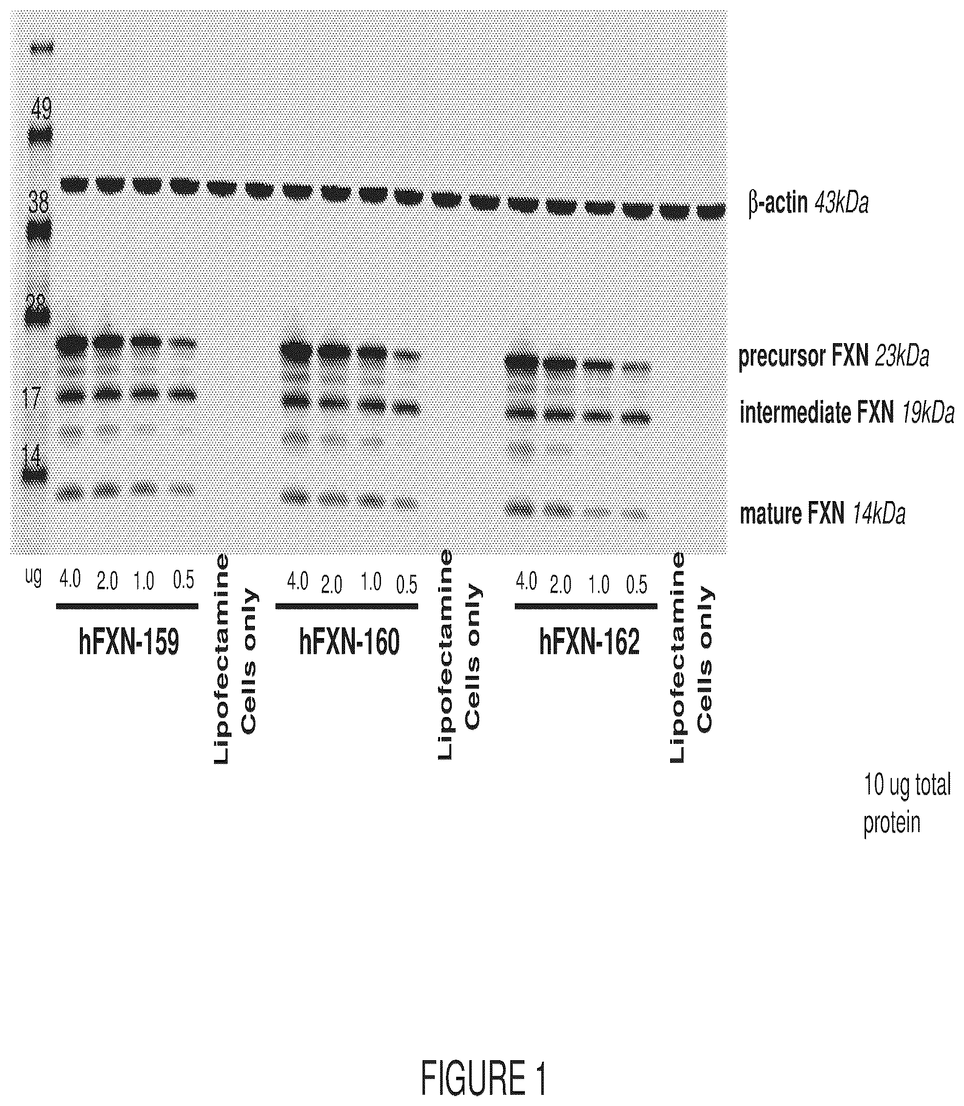 Patent US12569572 Figure 1 – Messenger RNA therapy for the treatment of Friedreich's ataxia