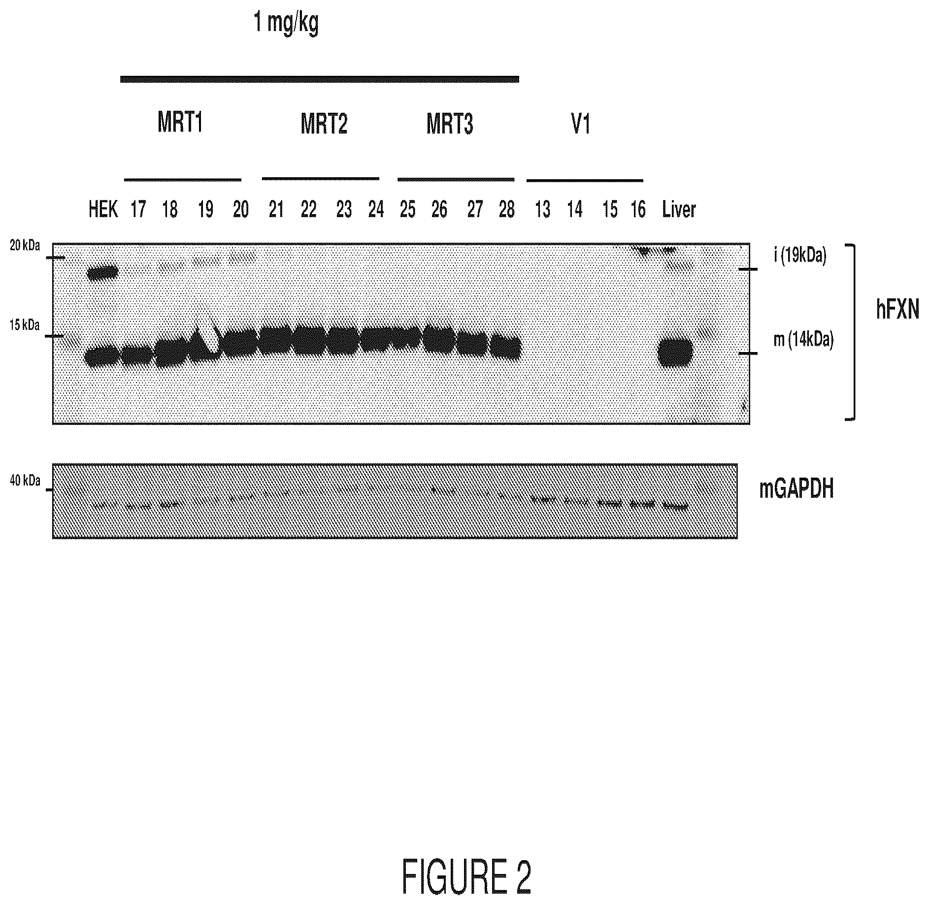 Patent US12569572 Figure 2 – Messenger RNA therapy for the treatment of Friedreich's ataxia