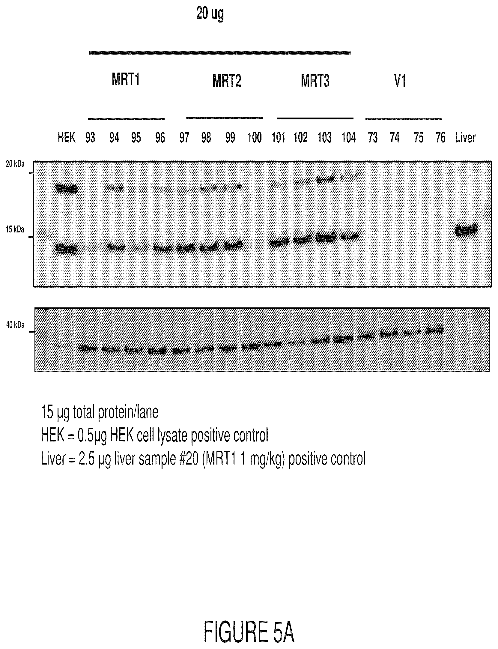 Patent US12569572 Figure 7 – Messenger RNA therapy for the treatment of Friedreich's ataxia