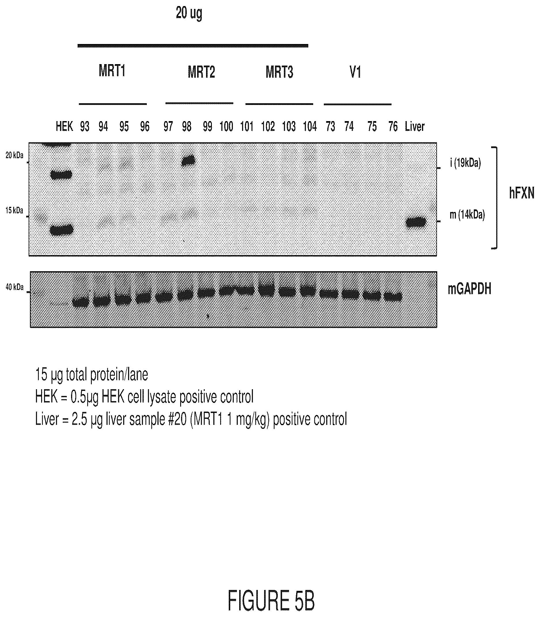 Patent US12569572 Figure 8 – Messenger RNA therapy for the treatment of Friedreich's ataxia