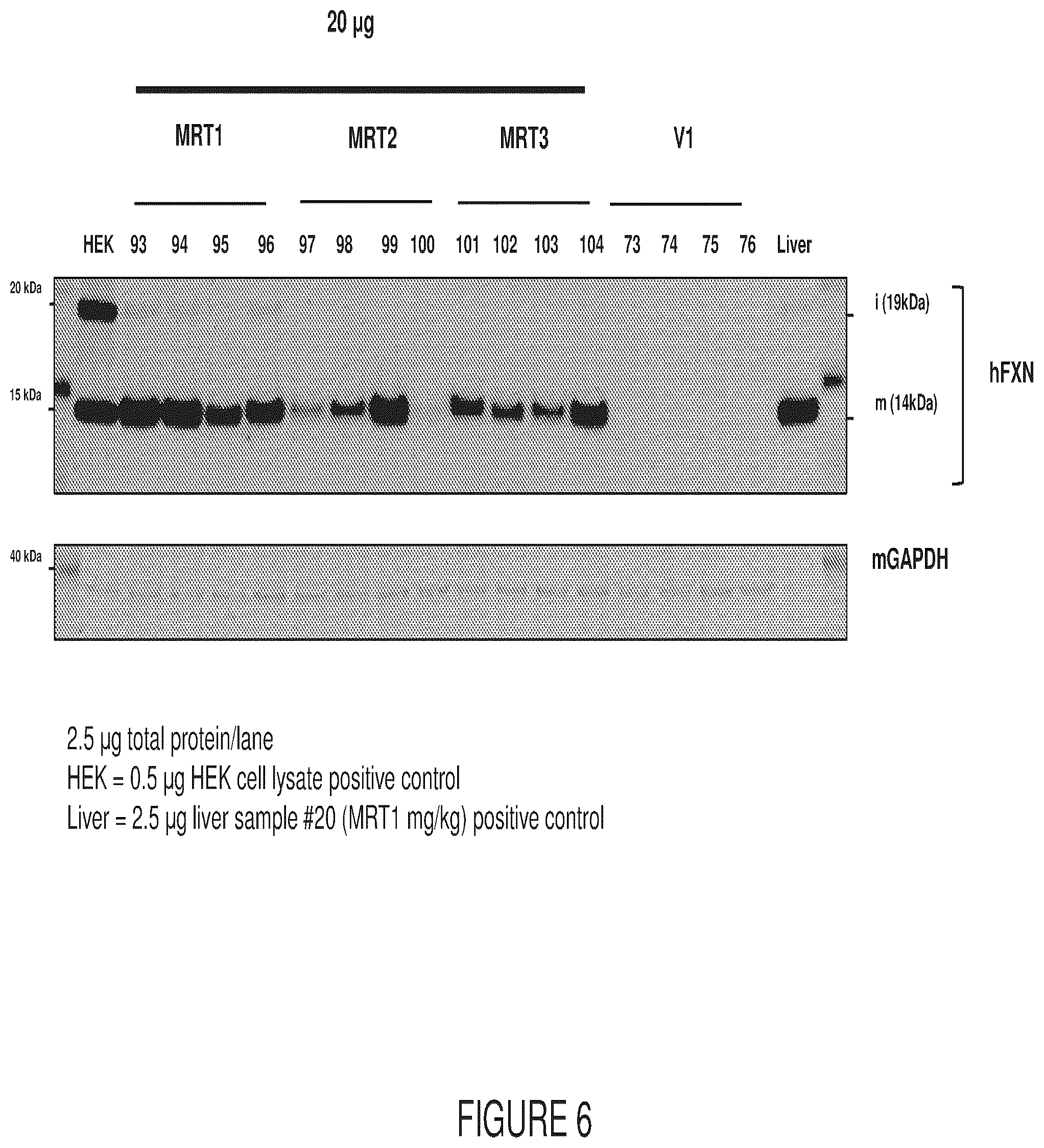 Patent US12569572 Figure 9 – Messenger RNA therapy for the treatment of Friedreich's ataxia