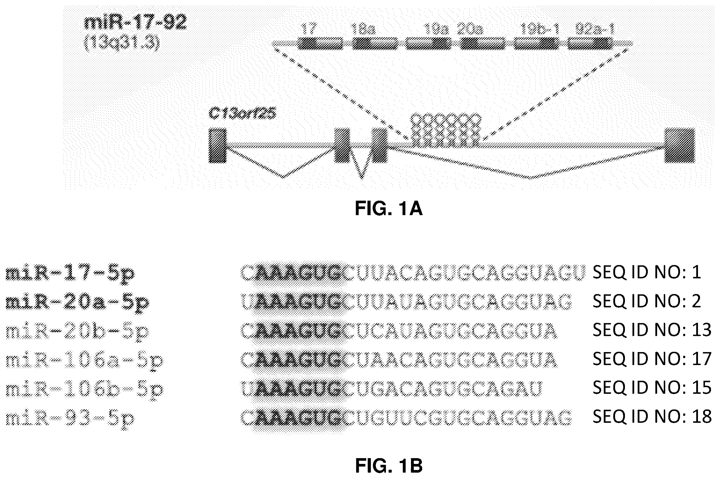 Patent US12569573 Figure 1 – Enhanced transduction of AAV vectors encoding micrornas