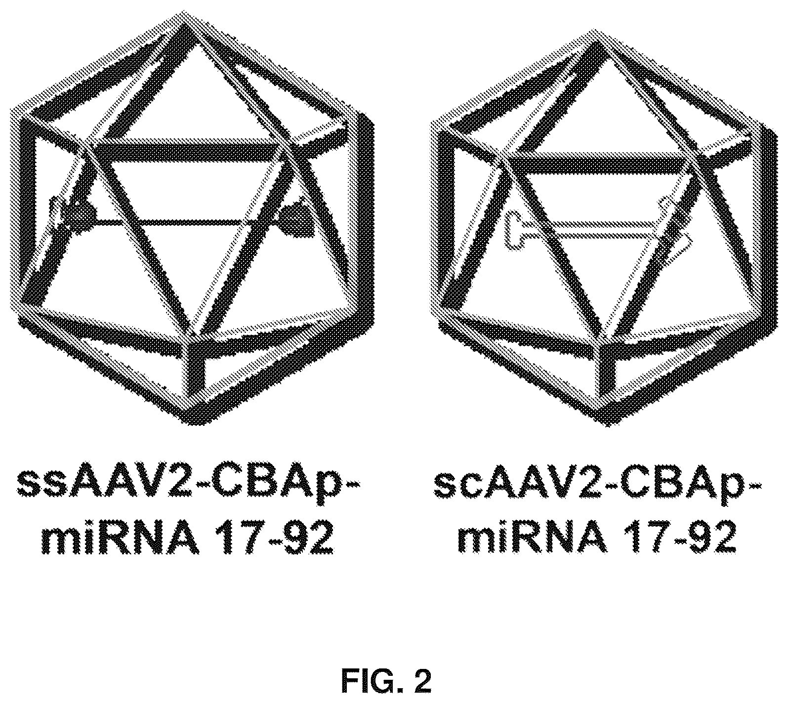 Patent US12569573 Figure 2 – Enhanced transduction of AAV vectors encoding micrornas