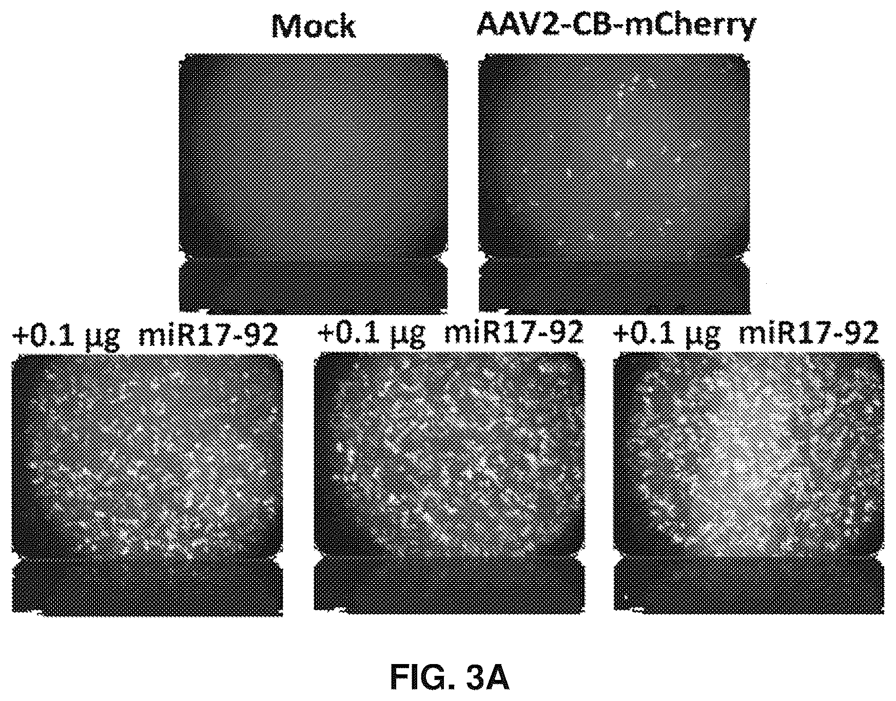Patent US12569573 Figure 3 – Enhanced transduction of AAV vectors encoding micrornas