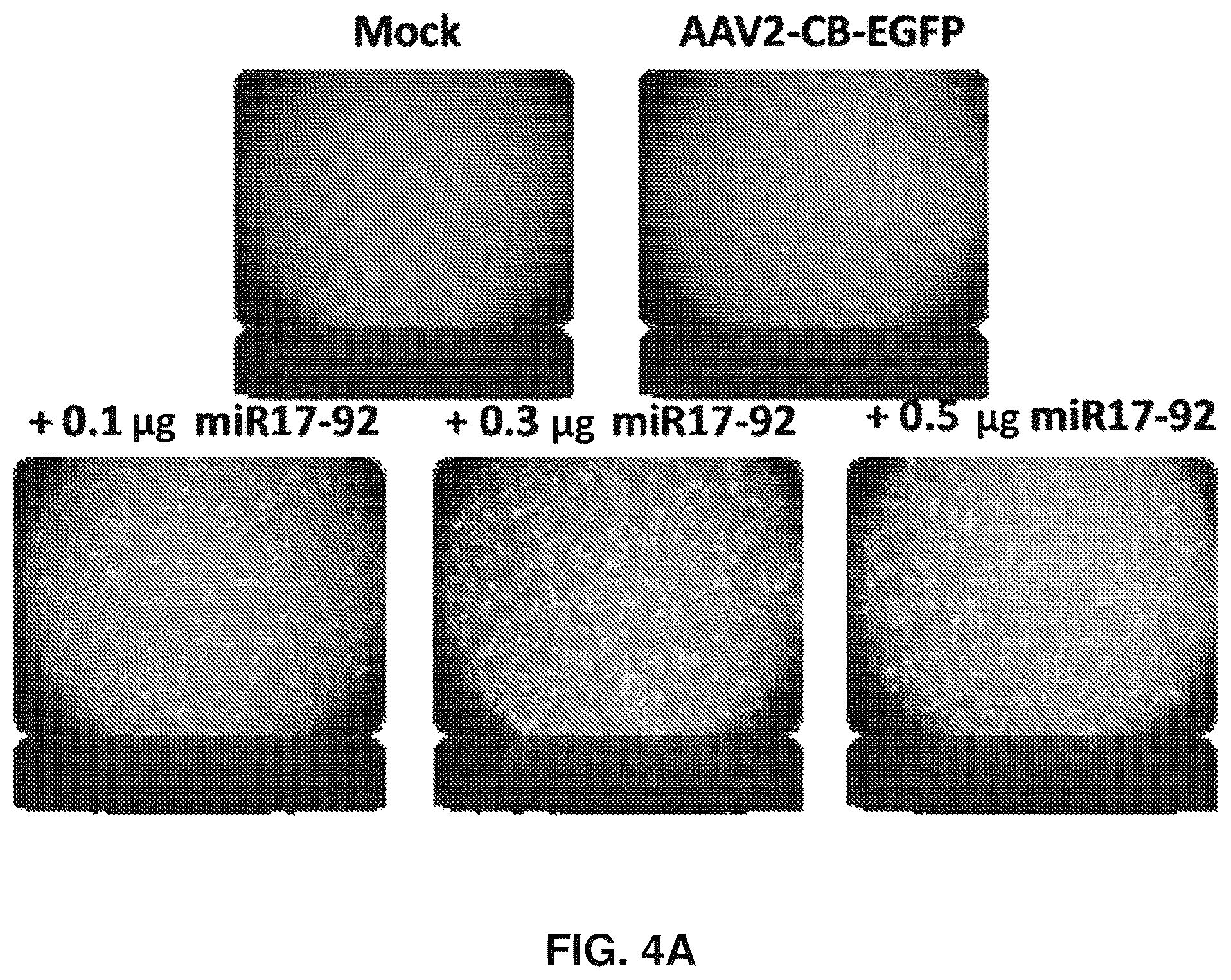 Patent US12569573 Figure 5 – Enhanced transduction of AAV vectors encoding micrornas