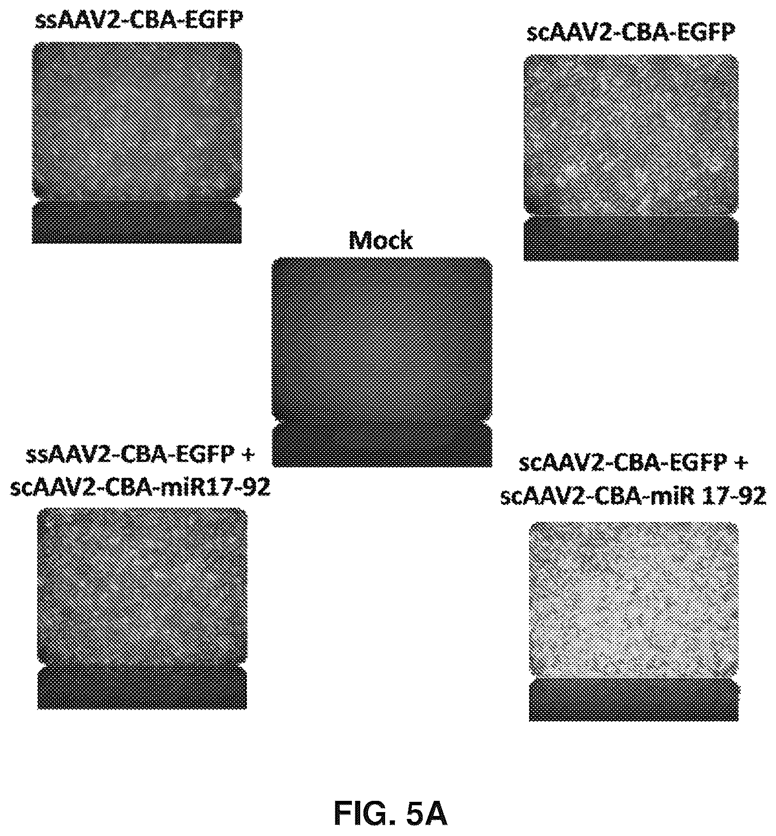 Patent US12569573 Figure 7 – Enhanced transduction of AAV vectors encoding micrornas