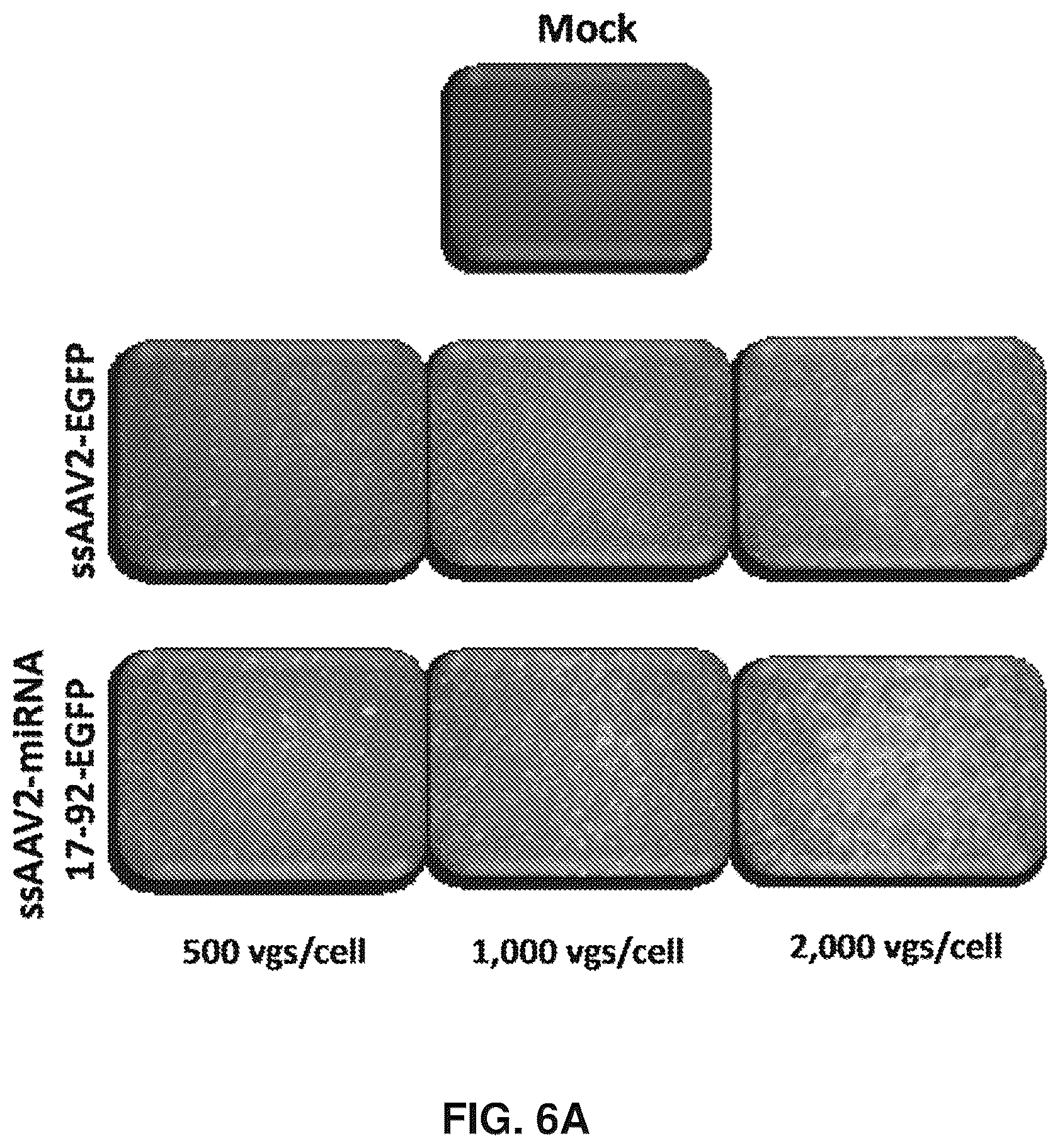 Patent US12569573 Figure 9 – Enhanced transduction of AAV vectors encoding micrornas