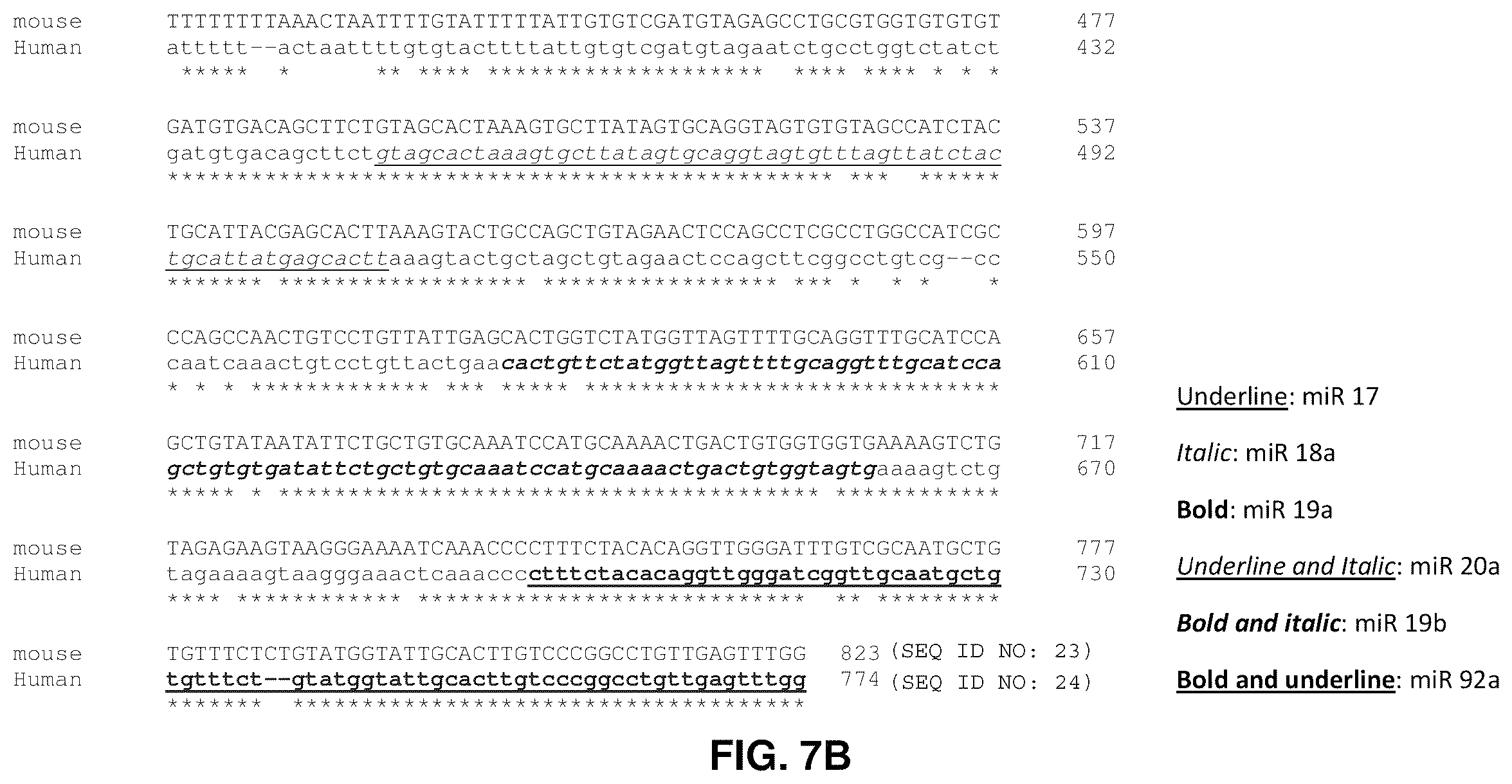 Patent US12569573 Figure 12 – Enhanced transduction of AAV vectors encoding micrornas