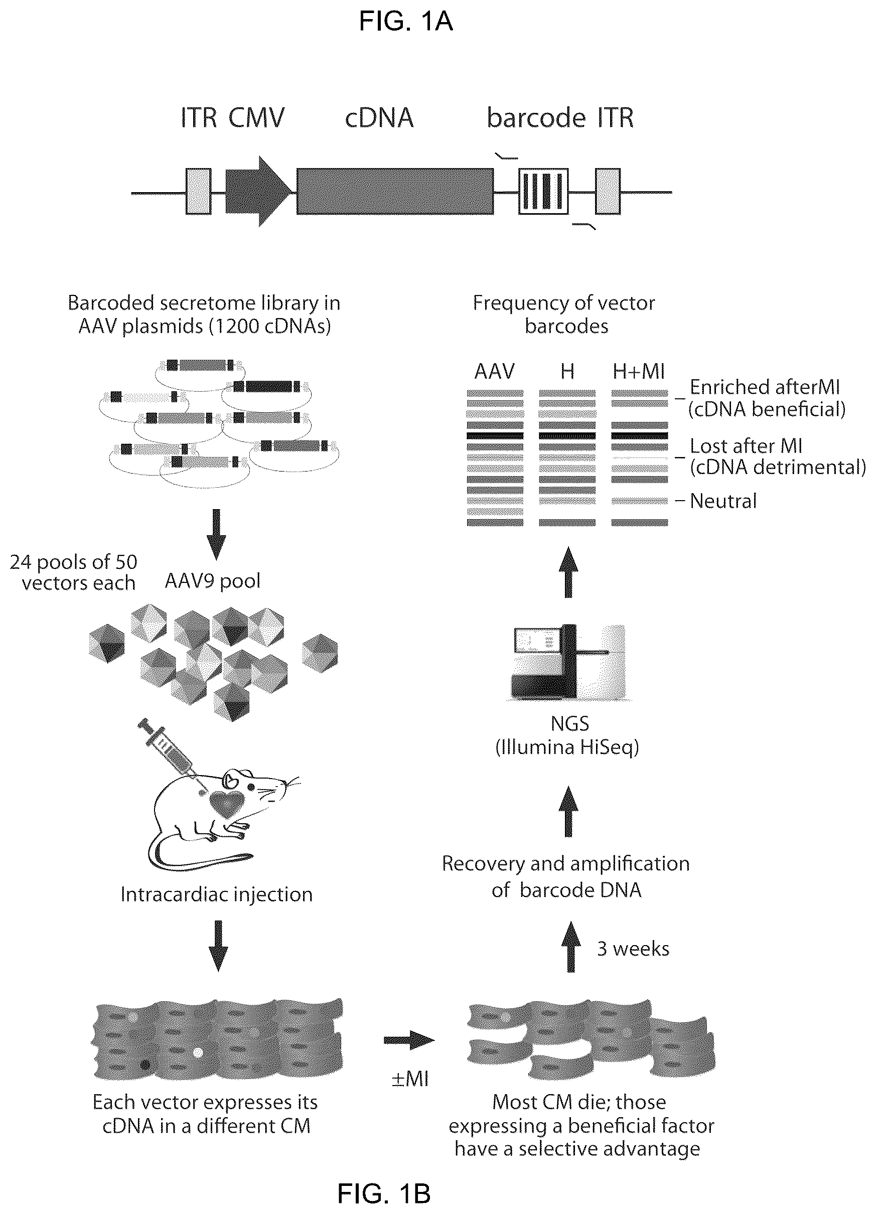 Patent US12569574 Figure 1 – Proteins with cardioprotective activity