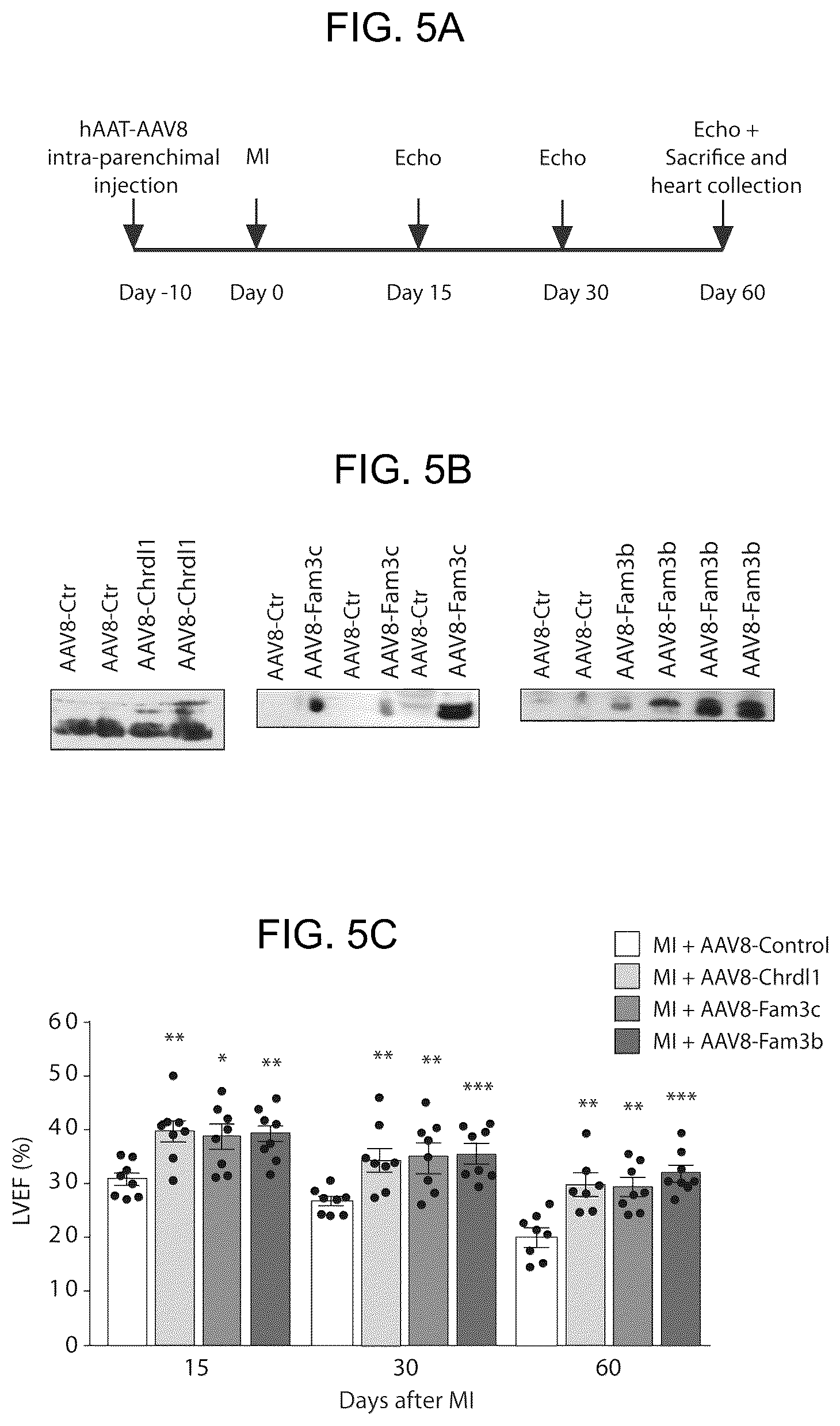 Patent US12569574 Figure 7 – Proteins with cardioprotective activity