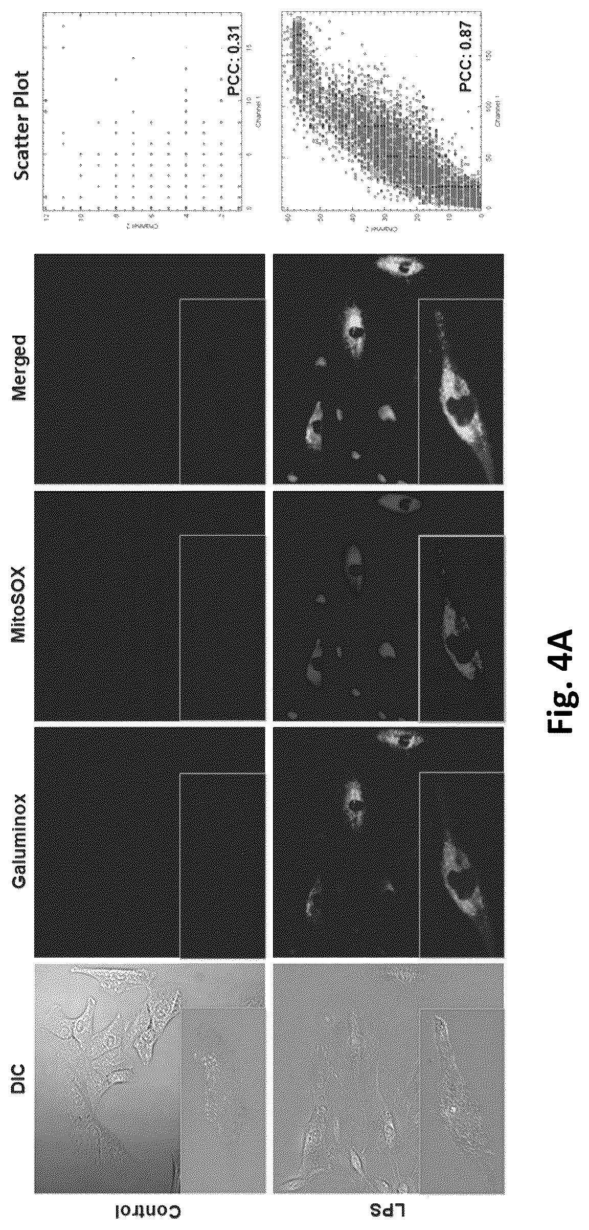 Patent US12569576 Figure 8 – Compositions and methods for measuring oxidative stress