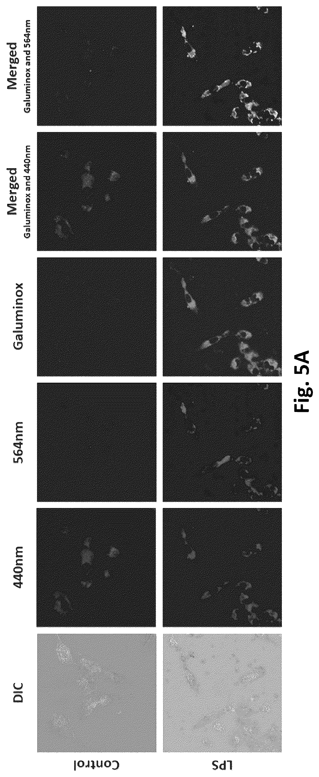Patent US12569576 Figure 11 – Compositions and methods for measuring oxidative stress