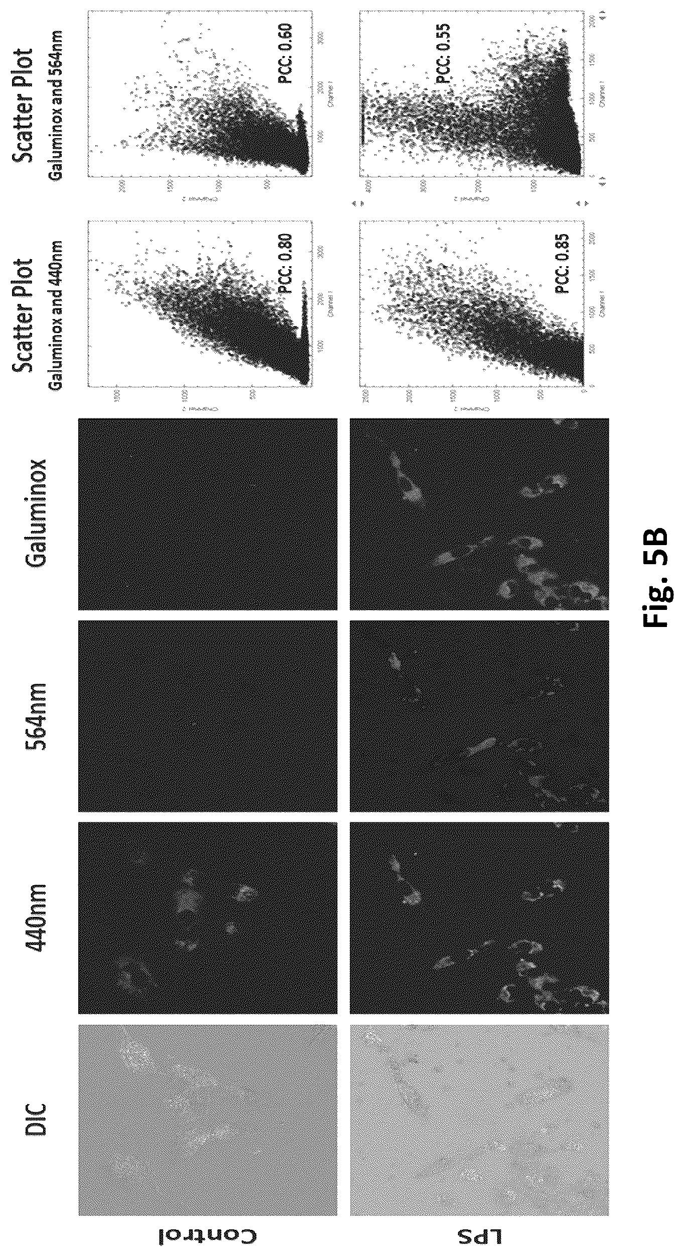 Patent US12569576 Figure 12 – Compositions and methods for measuring oxidative stress