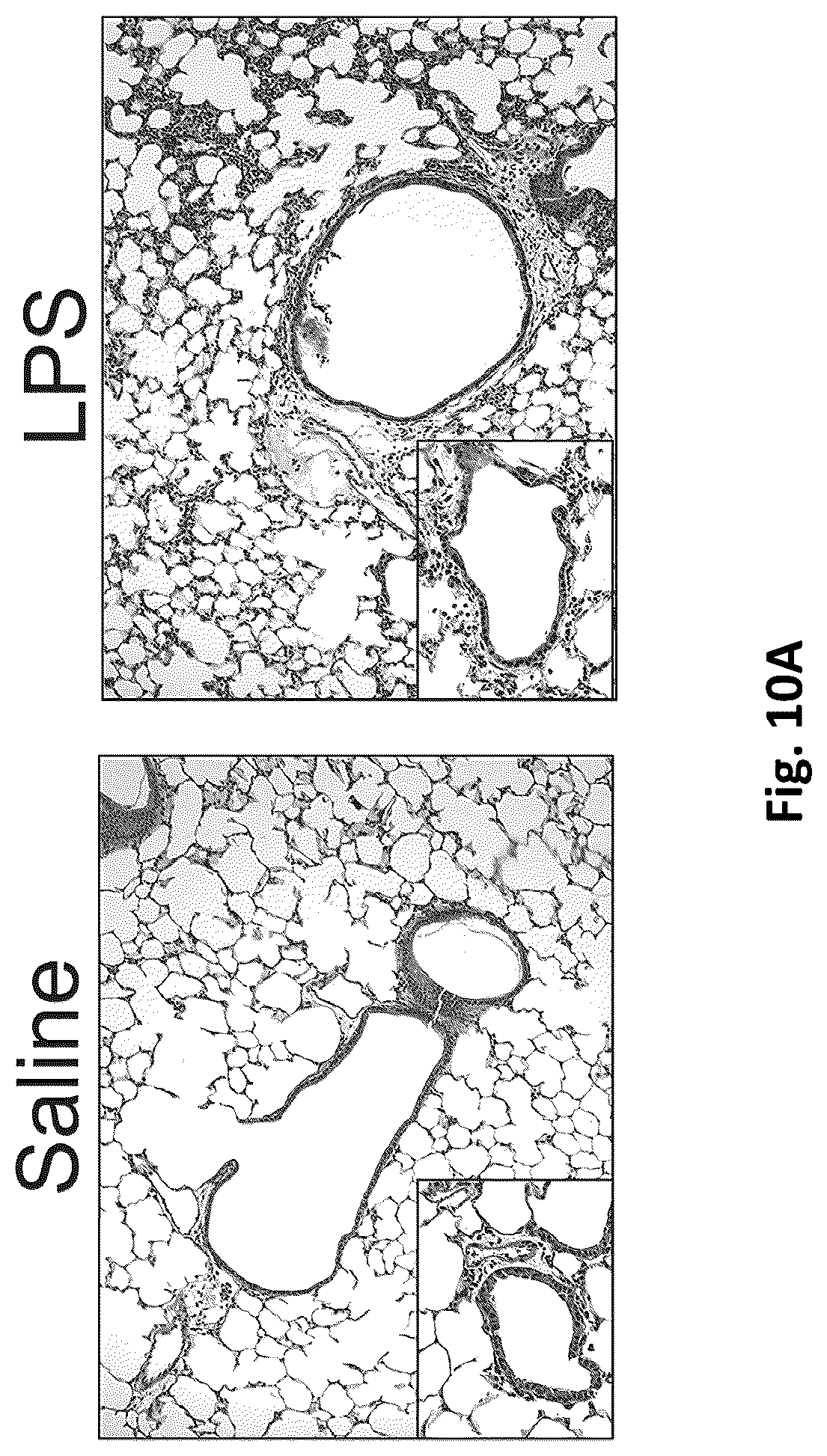 Patent US12569576 Figure 18 – Compositions and methods for measuring oxidative stress