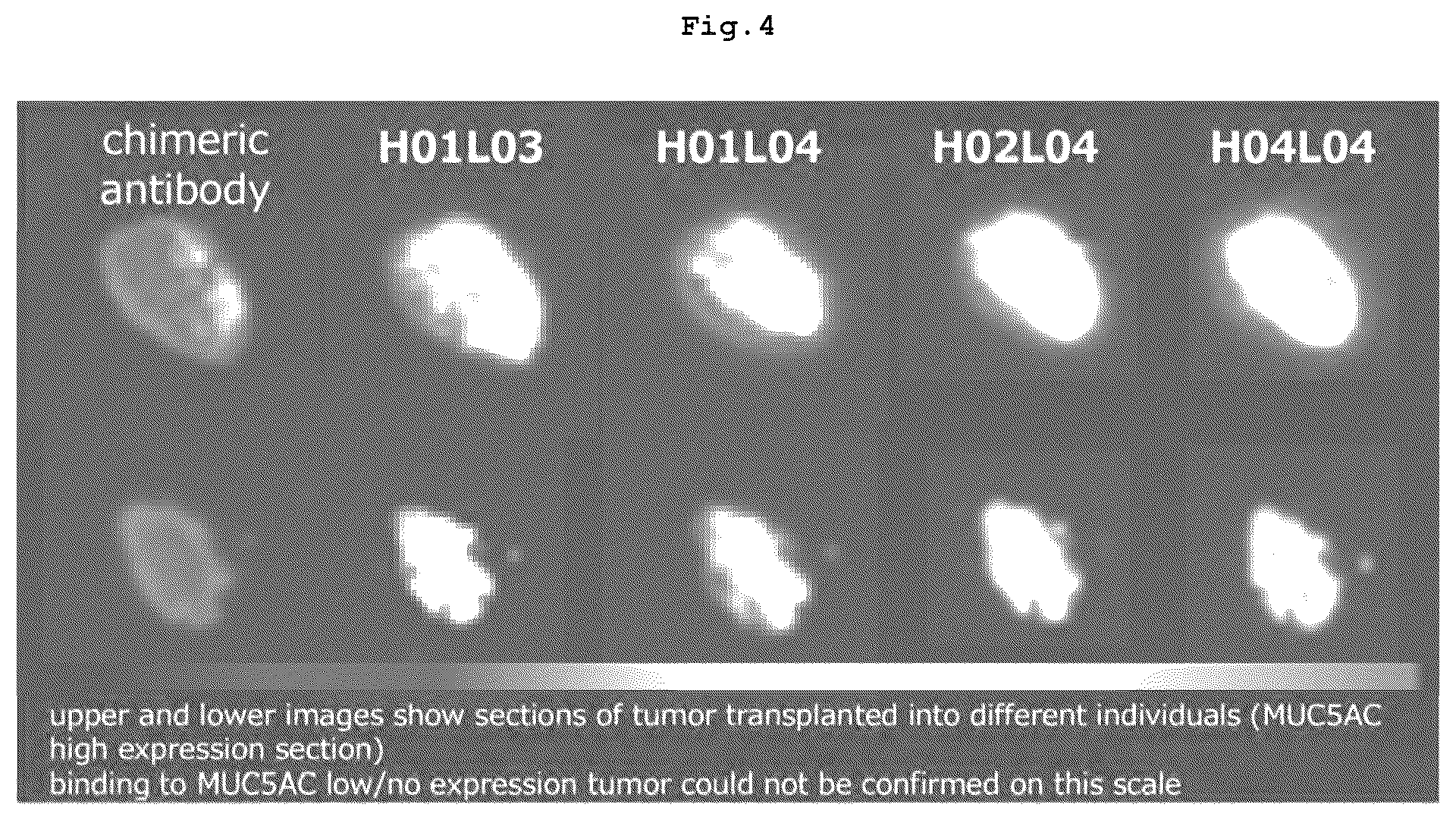 Patent US12569578 Figure 4 – RI-labeled humanized antibody