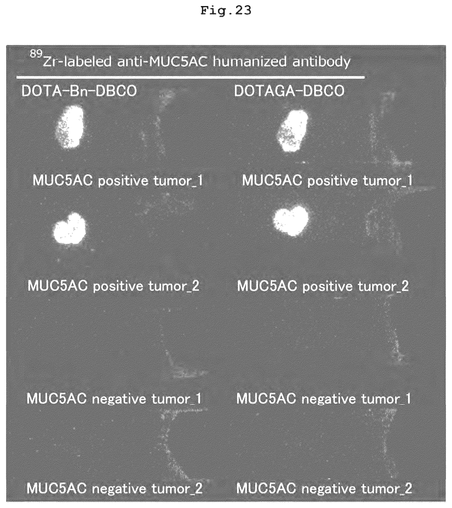 Patent US12569578 Figure 18 – RI-labeled humanized antibody