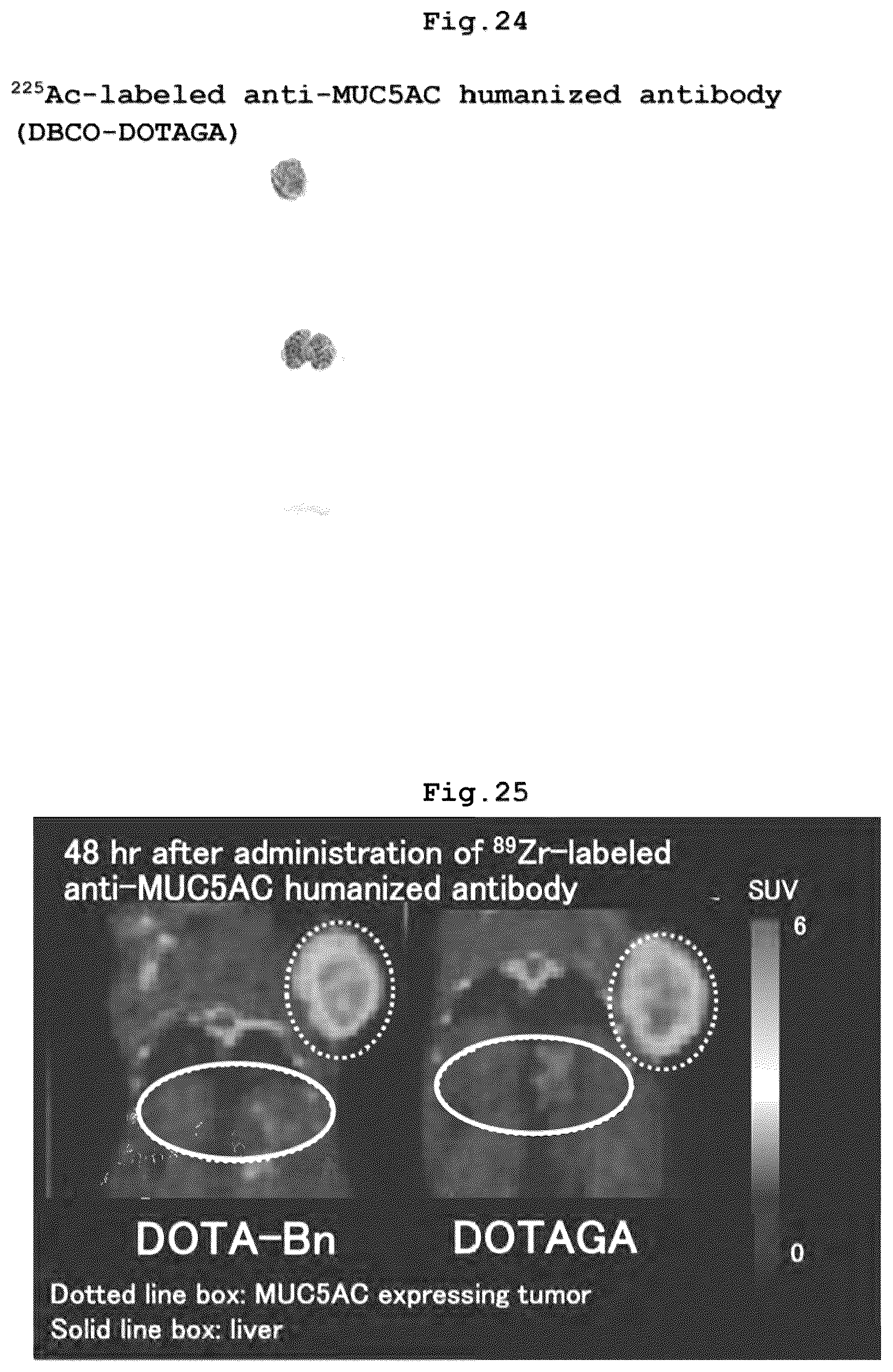 Patent US12569578 Figure 19 – RI-labeled humanized antibody