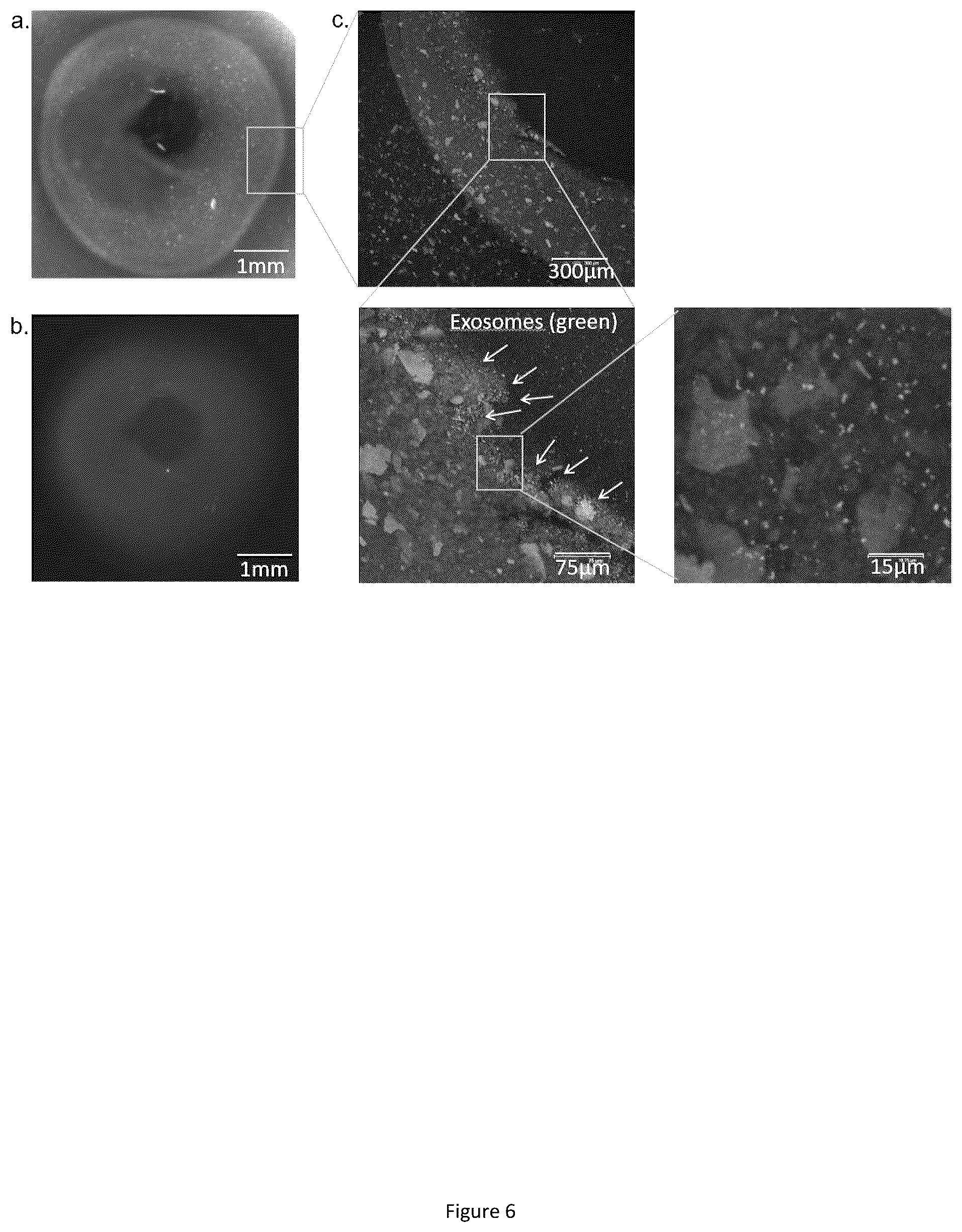Patent US12569588 Figure 7 – Self-assembling graphene oxide-protein matrix