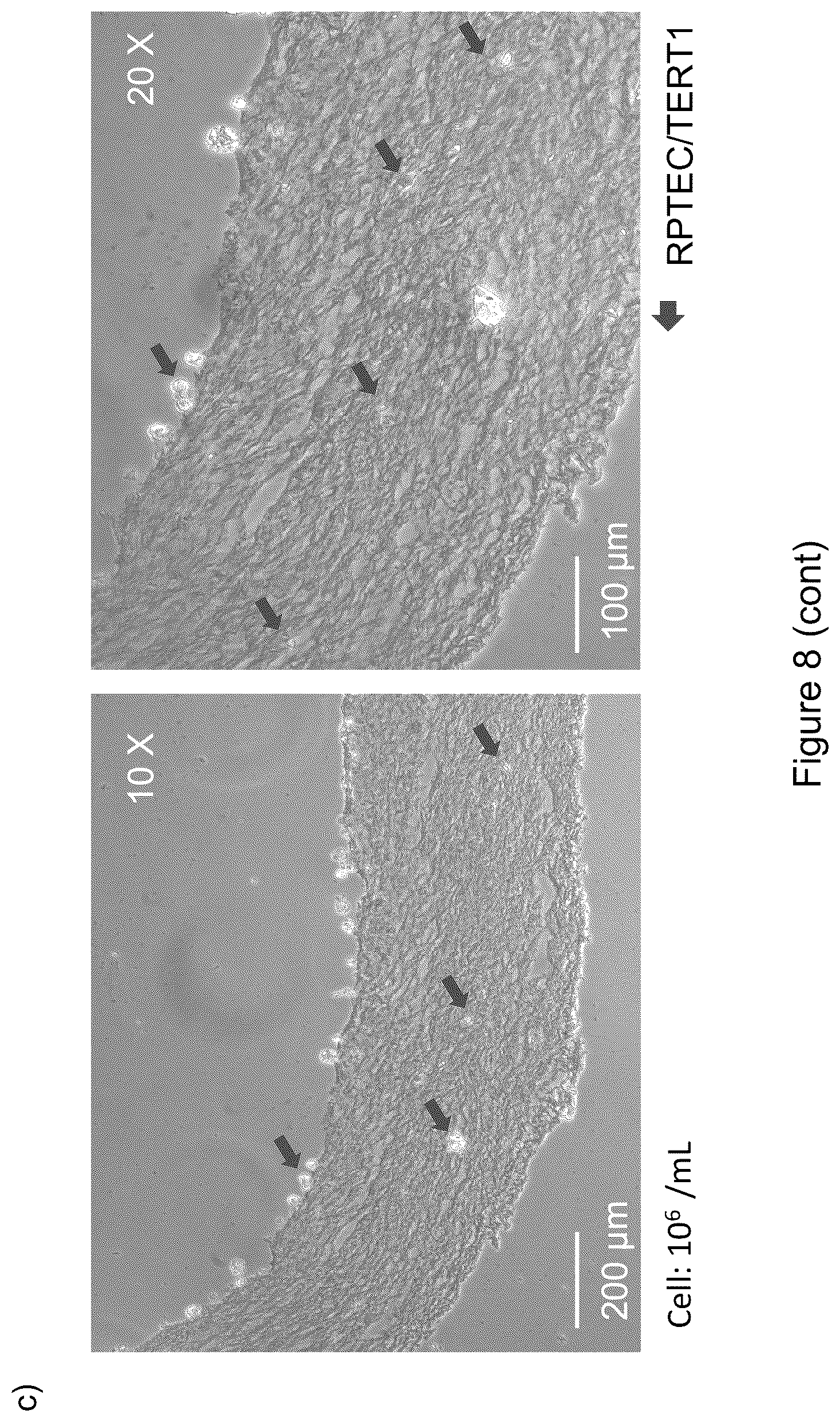 Patent US12569588 Figure 10 – Self-assembling graphene oxide-protein matrix