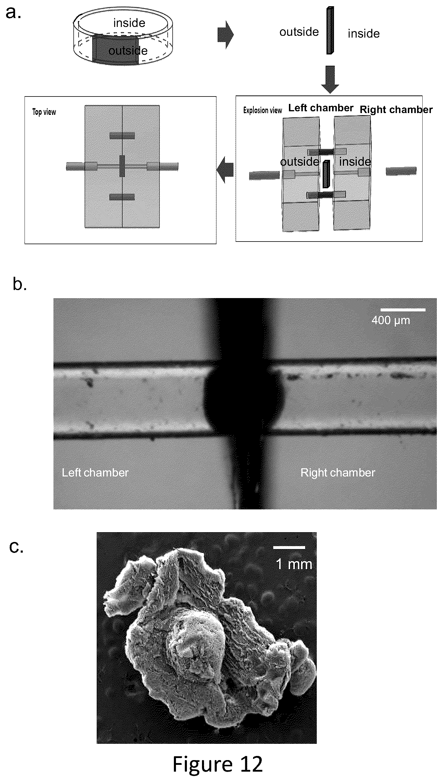 Patent US12569588 Figure 16 – Self-assembling graphene oxide-protein matrix