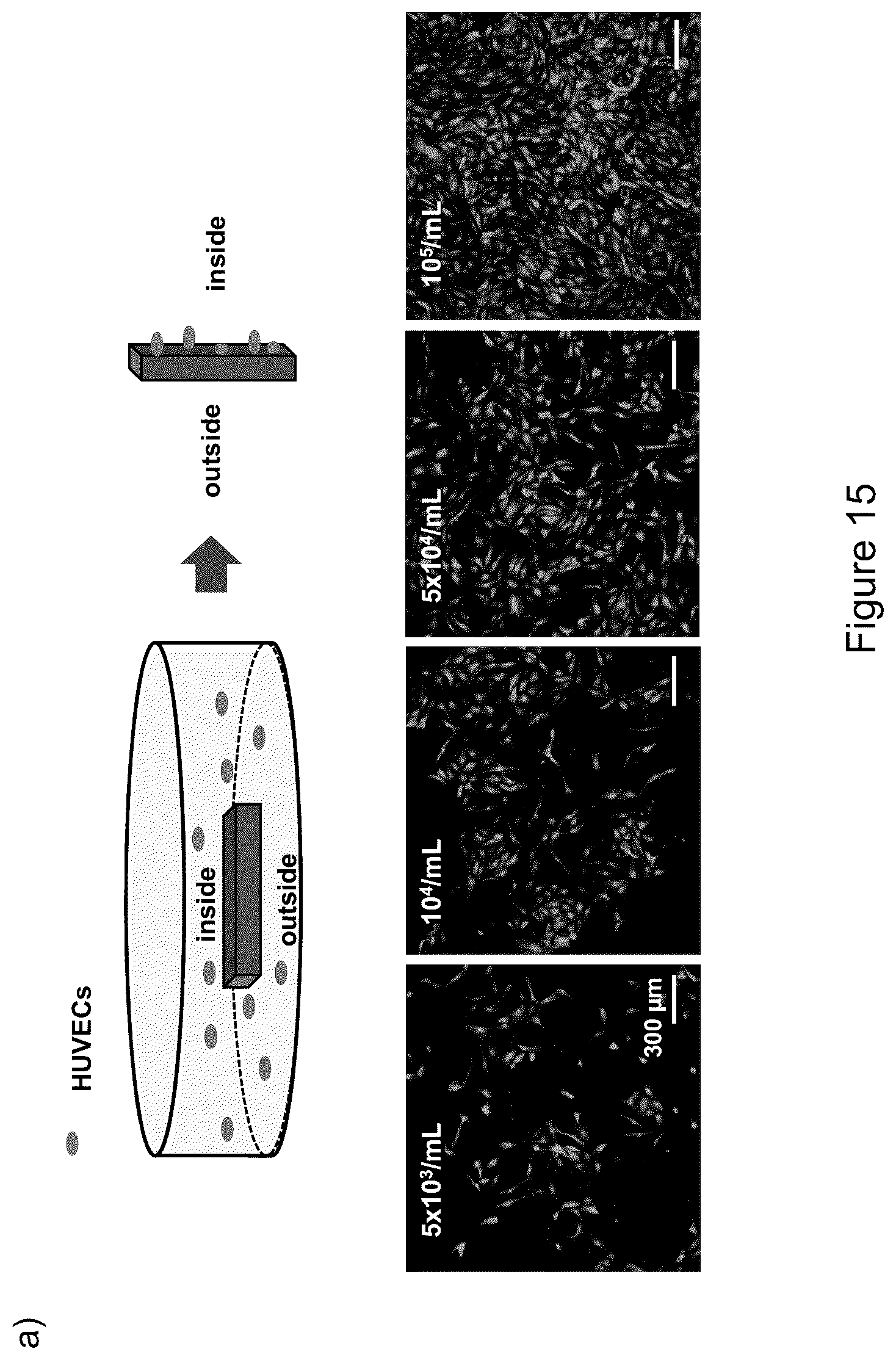 Patent US12569588 Figure 20 – Self-assembling graphene oxide-protein matrix