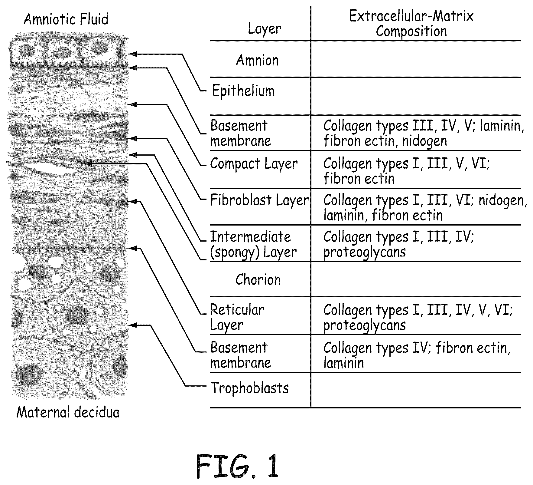 Patent US12569597 Figure 1 – Methods for forming stents modified with material comprising amnion tissue