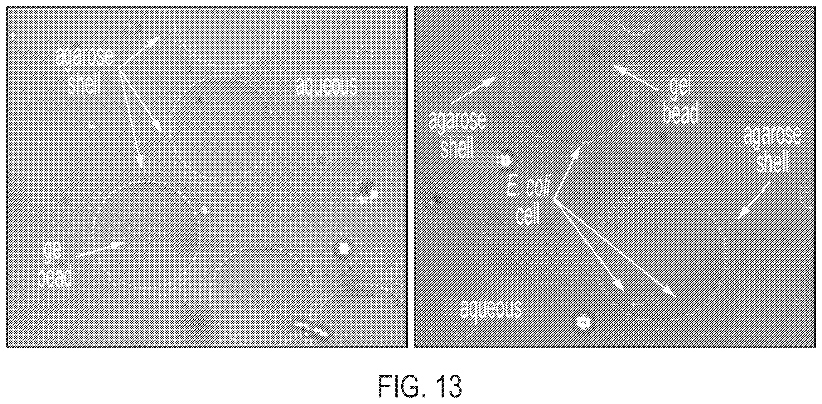 Patent US12569820 Figure 15 – Universal functionalized beads and method of making same