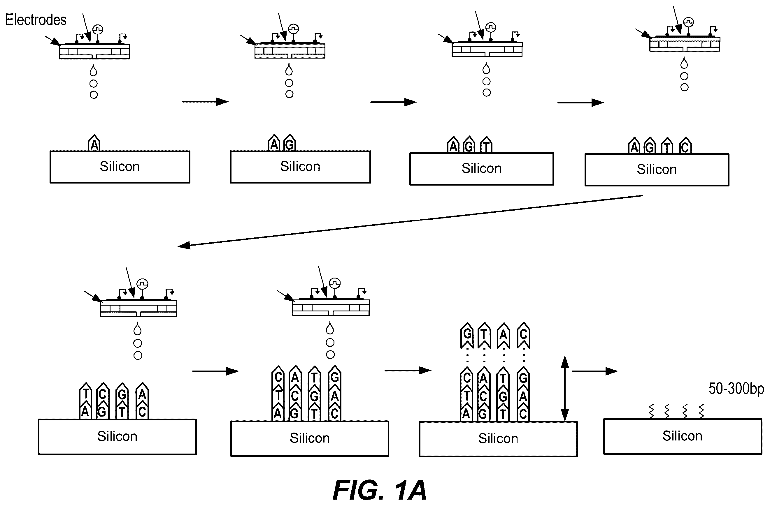 Patent US12569822 Figure 1 – De novo synthesized gene libraries