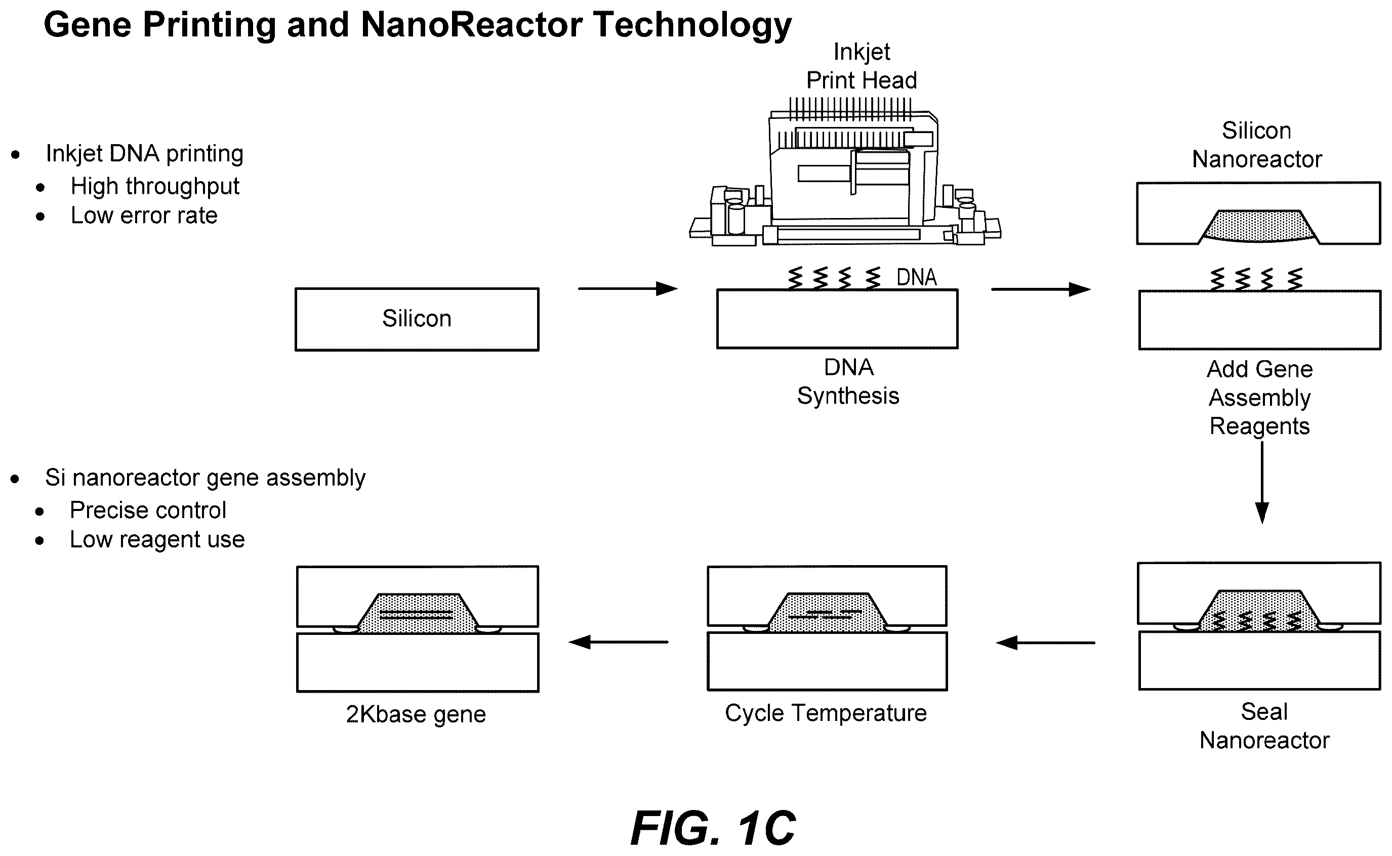 Patent US12569822 Figure 3 – De novo synthesized gene libraries