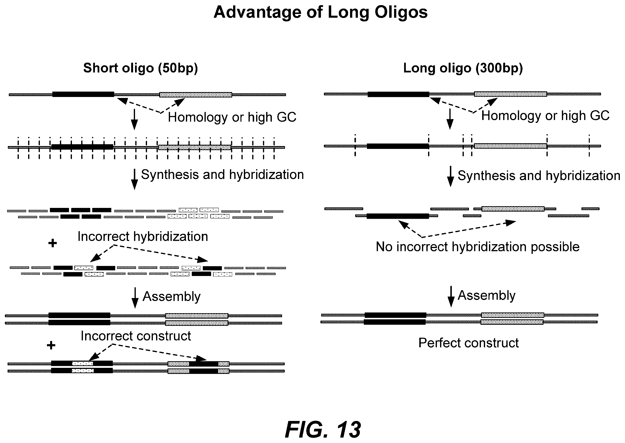 Patent US12569822 Figure 19 – De novo synthesized gene libraries