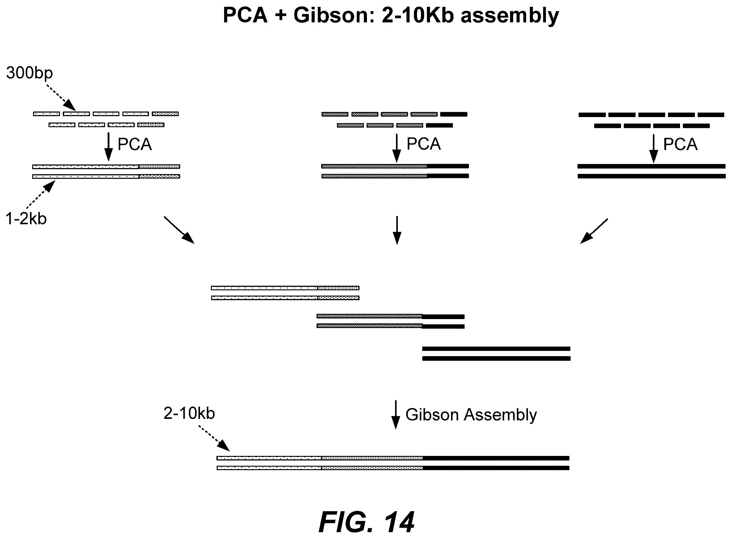 Patent US12569822 Figure 20 – De novo synthesized gene libraries